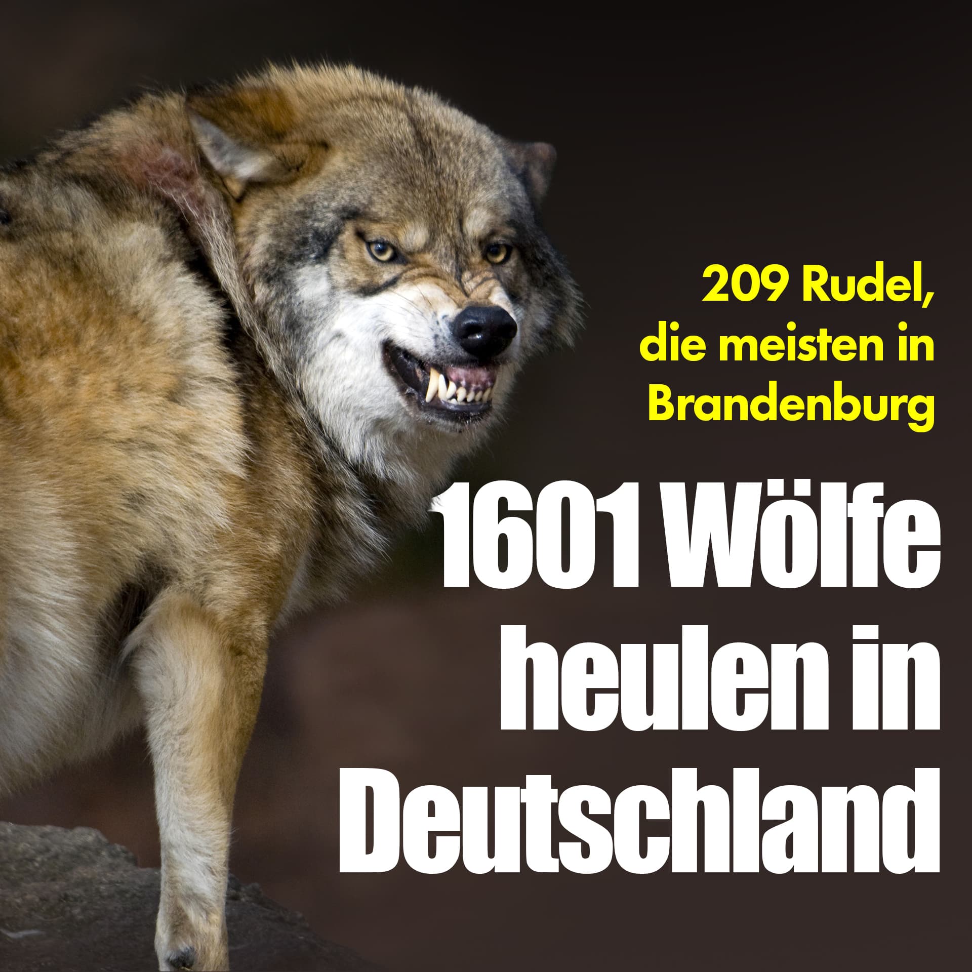 209 Rudel, die meisten in Brandenburg: 1601 Wölfe heulen in Deutschland