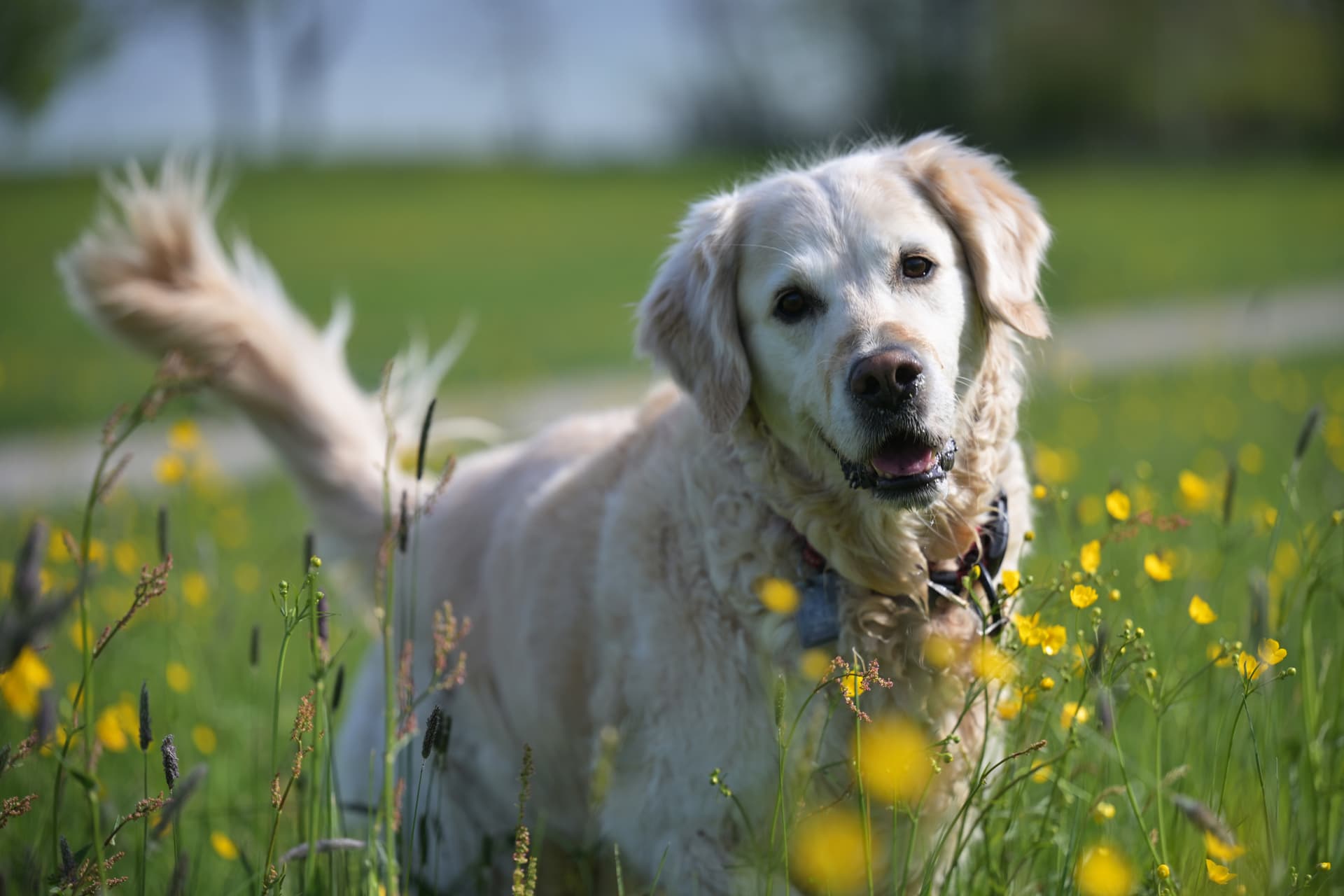 Chip-Pflicht für Hunde und Katzen in der EU kommt
