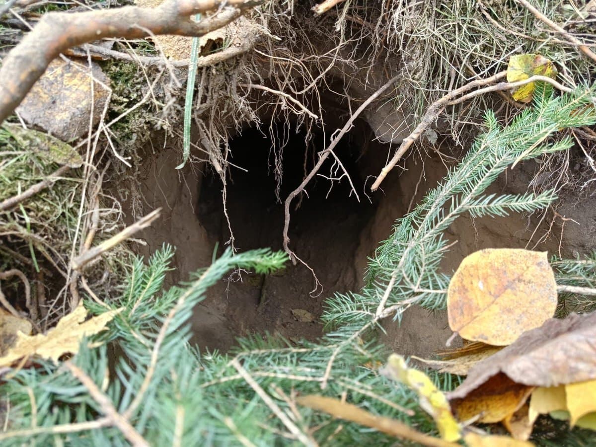 Schleuserkriminalität: Zweiter Tunnel an polnisch-belarussischer Grenze entdeckt