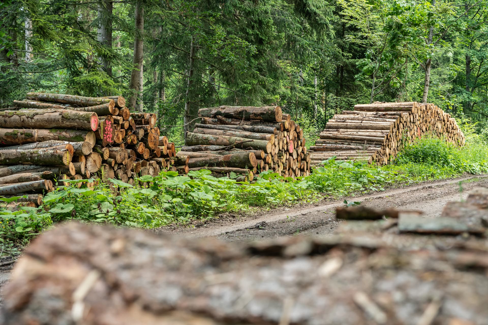 Mann (28) lauert einem Mädchen im Wald auf und versucht sie zu vergewaltigen: Die Polizei verschweigt die Staatsangehörigkeit