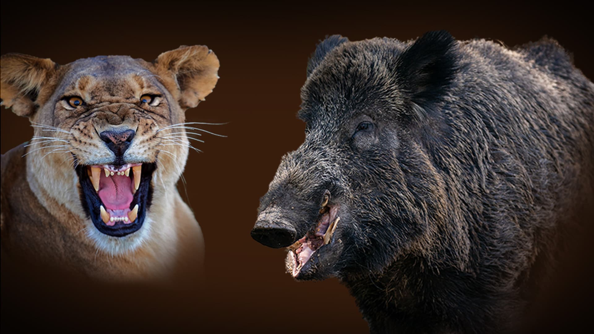 Polizei glaubt nicht mehr an Löwin: Gut gebrüllt, Wildschwein!