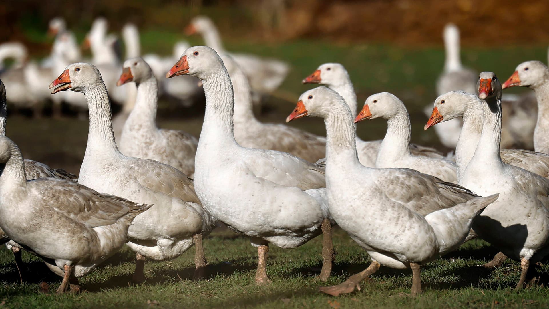Bis zu 40 Prozent teurer durch Vogelgrippe: Preisexplosion bei Eiern