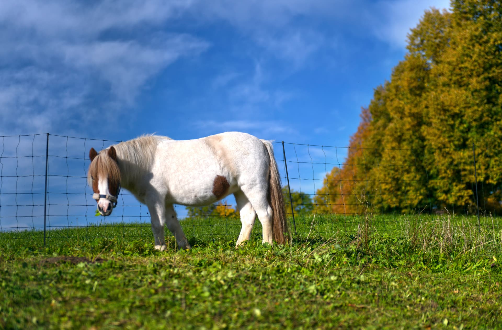 Türkischer Asylbewerber vergewaltigt Ponys im Allgäu – die Polizei lässt ihn laufen