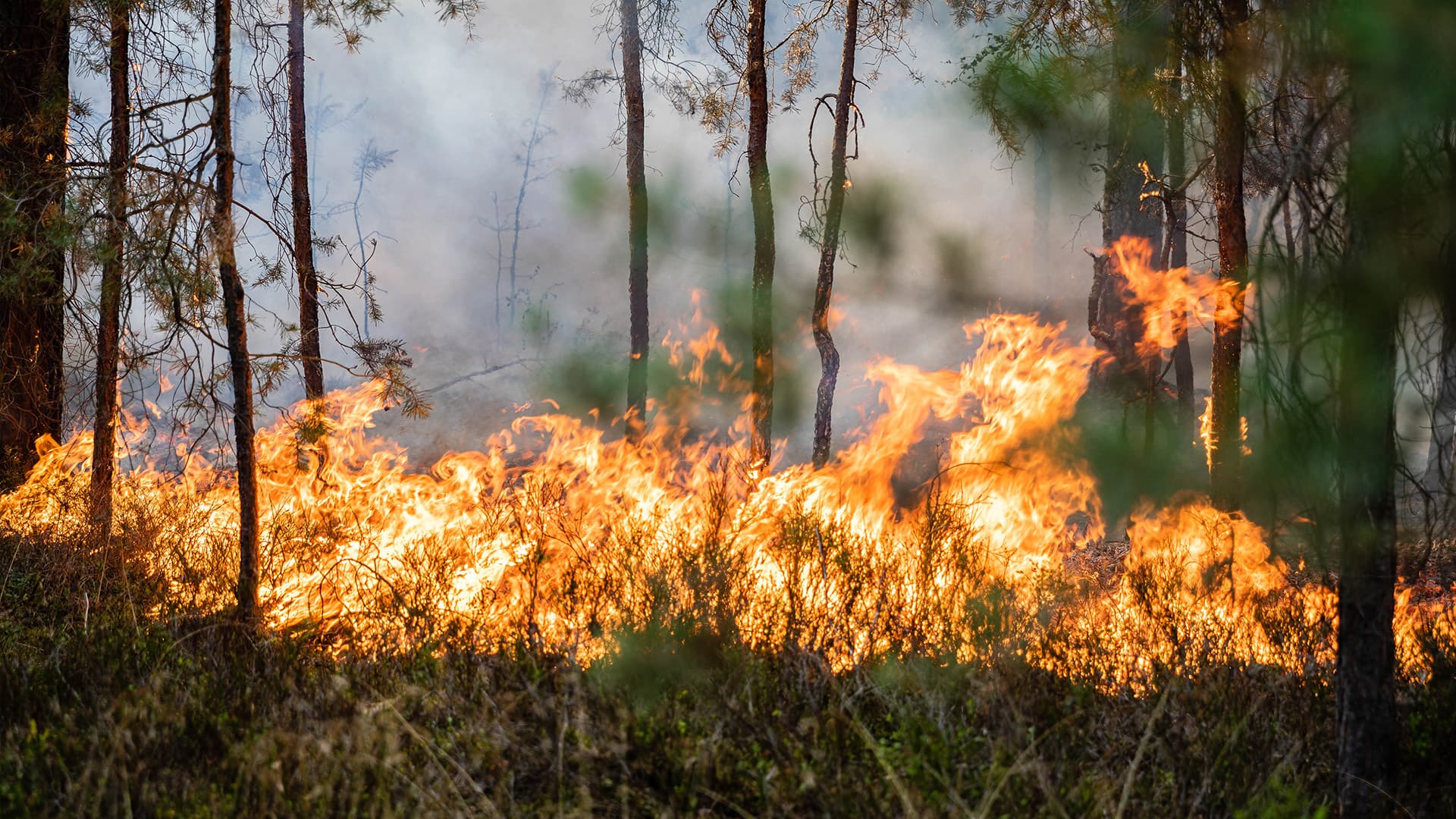 Kein Baum brennt von alleine: Die vier großen Waldbrand-Mythen