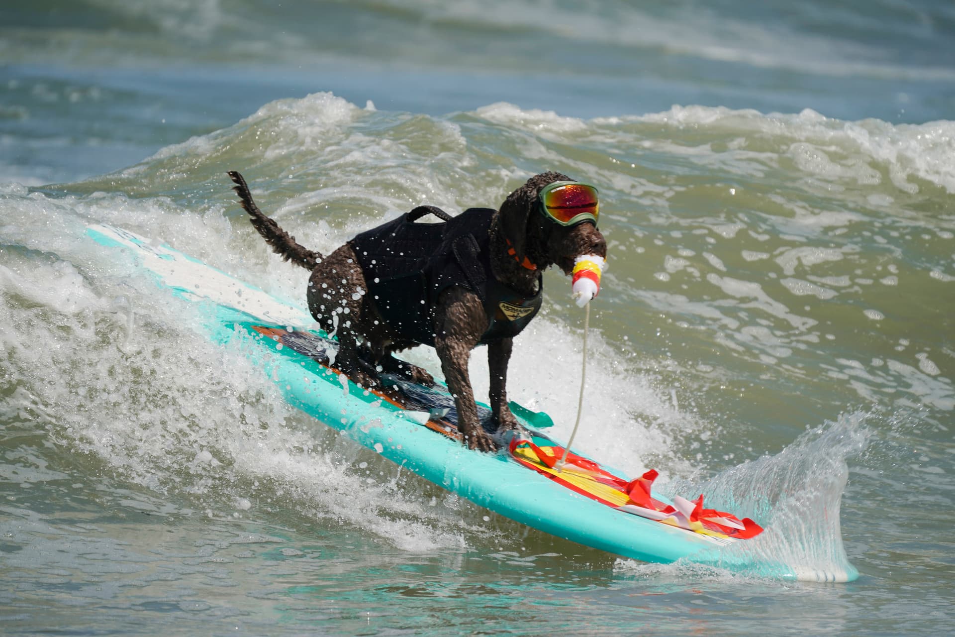 Der Wau stiehlt allen die Schau – Hundesurfen in Kalifornien startet