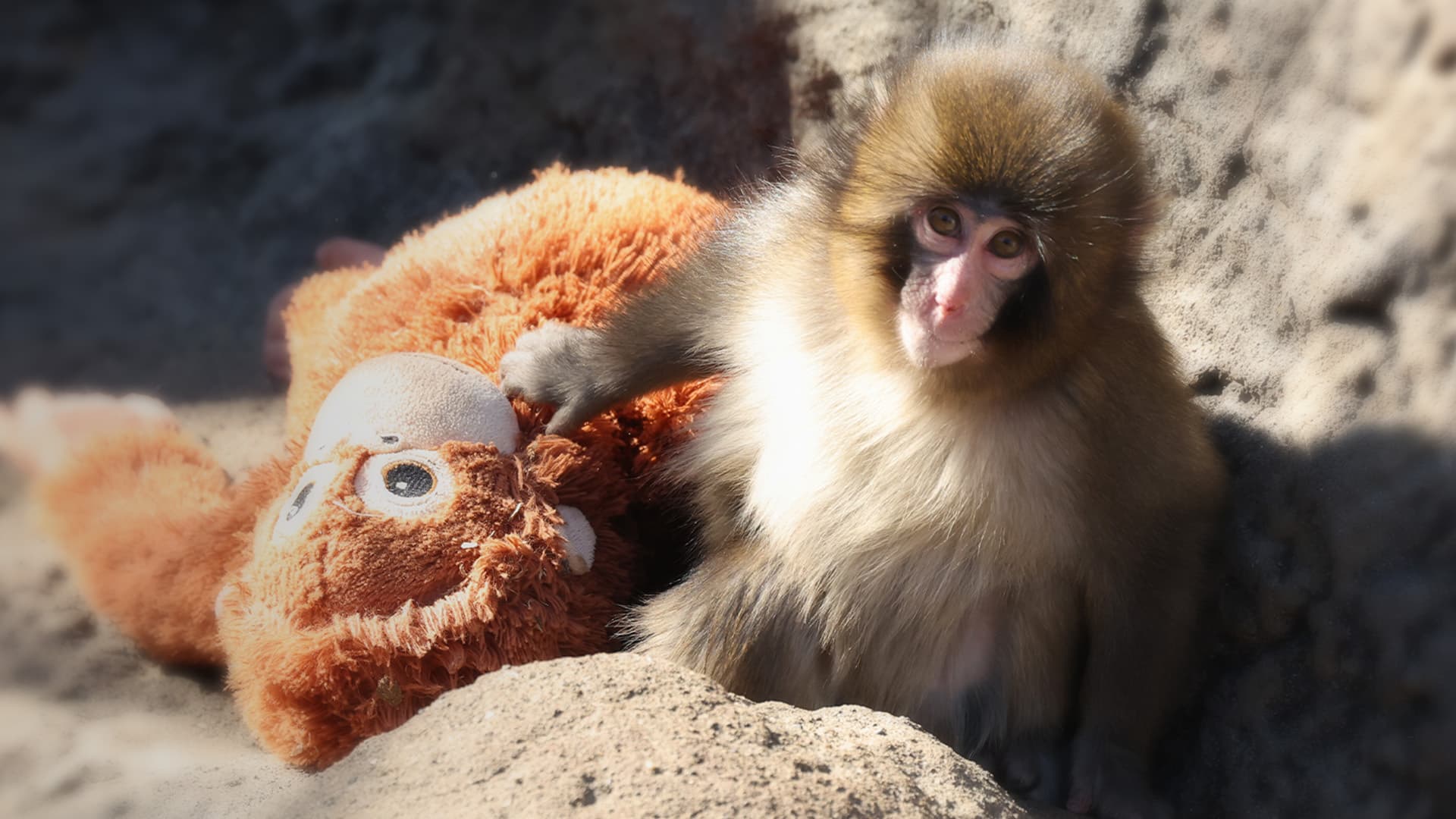 Punch das Affenbaby, das viral ging: Warum seine Geschichte die Welt berührt