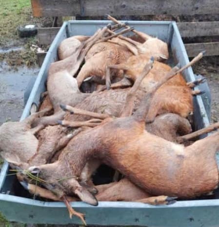 Unwetter: Rehe, Vögel und ein Pferd vom Hagel getötet