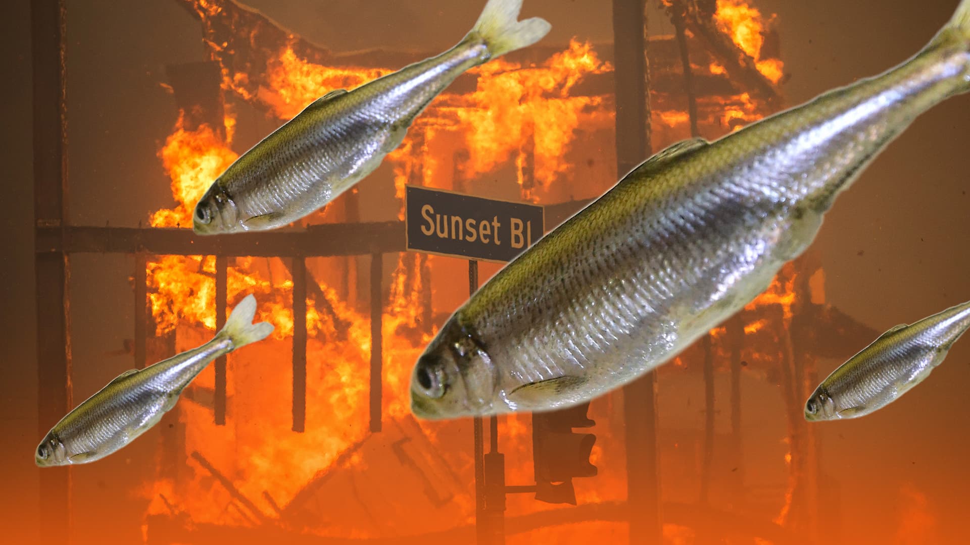 Weil die Linken einen kleinen Fisch retten wollten, brennt jetzt halb Los Angeles
