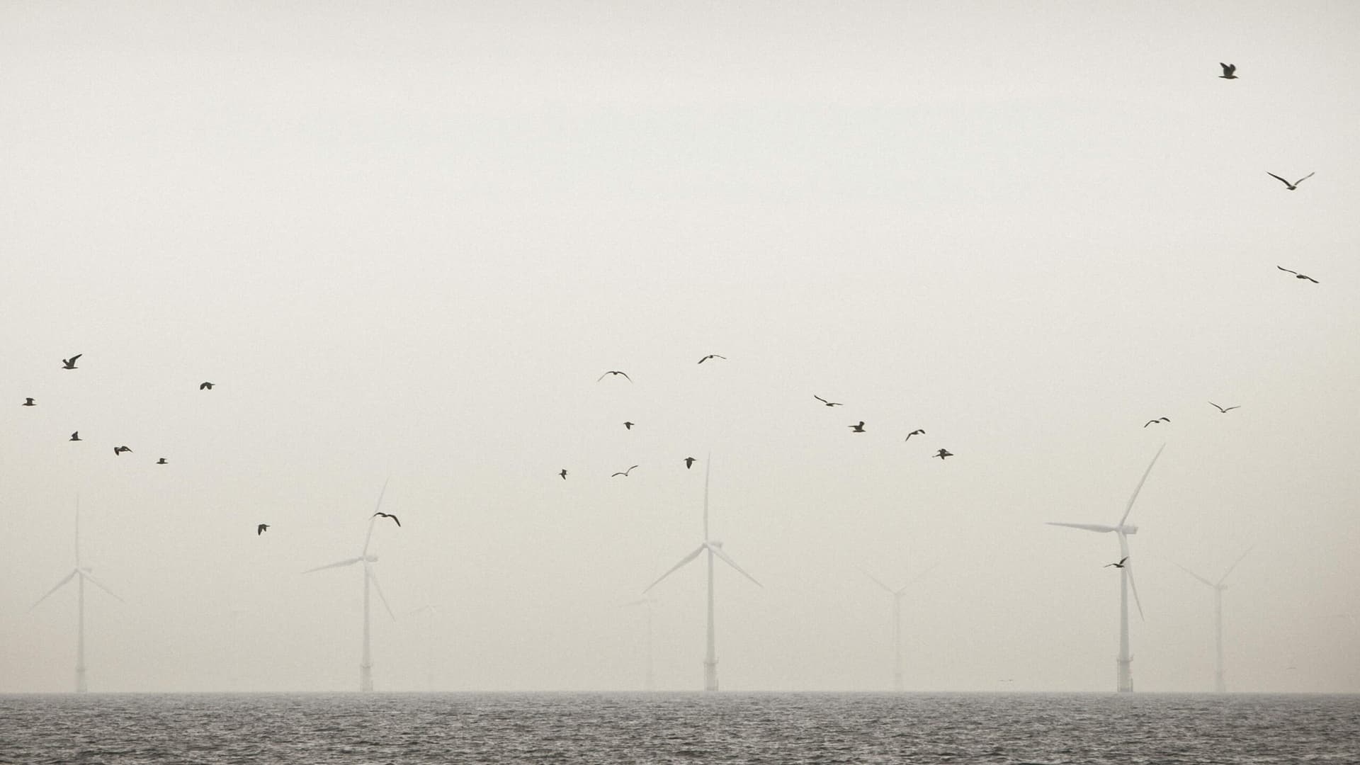 Zum Vogelschutz: Niederlande setzen Offshore-Windräder zeitweise außer Betrieb