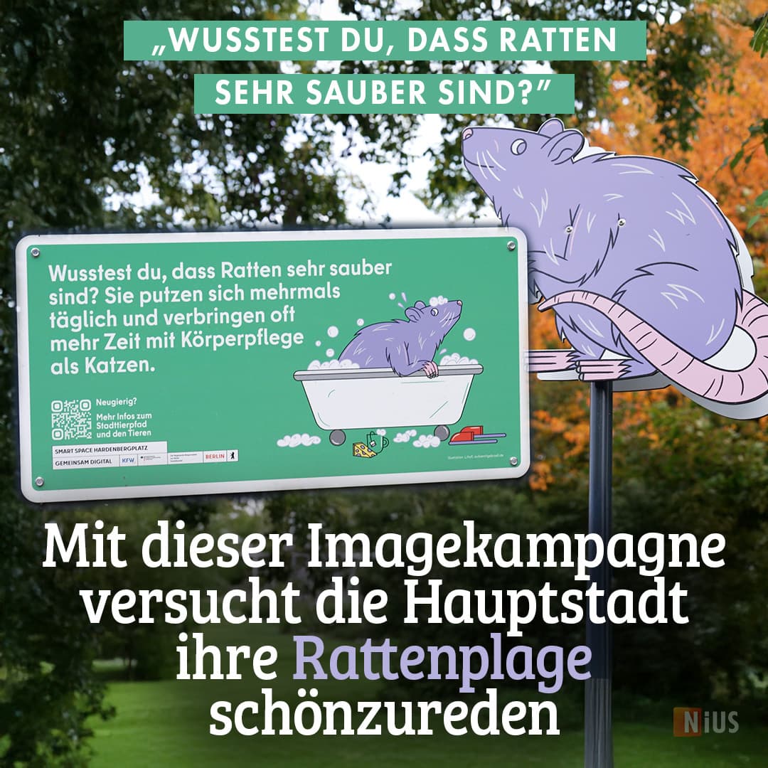 „Wusstest du, dass Ratten sehr sauber sind?“ – mit dieser Imagekampagne versucht die Hauptstadt ihre Rattenplage schönzureden