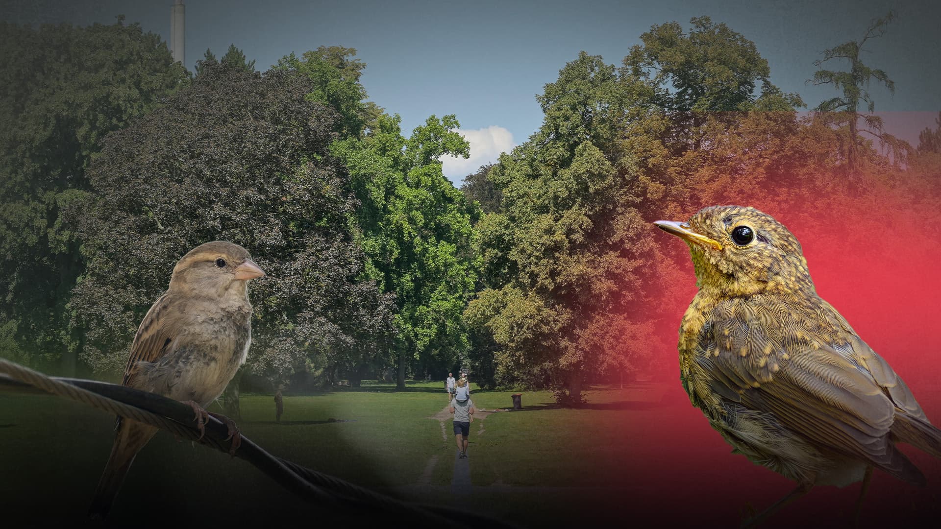 „Alerta Alerta“ und „Bella Ciao!“: In Karlsruhe singen nun Vögel im Schlossgarten „antifaschistische“ Kampflieder