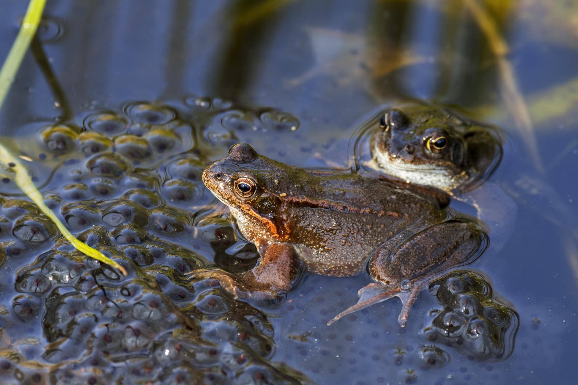 Wenn der Partner nicht passt: Grasfroschweibchen werden Männchen durch Totstellen los