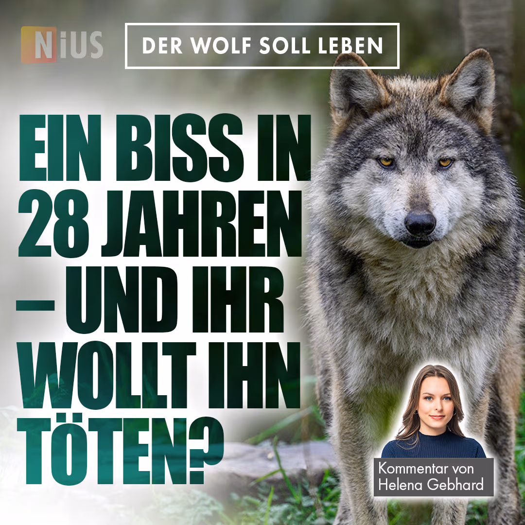 Der Wolf soll leben: Ein Biss in 28 Jahren – und ihr wollt ihn töten?