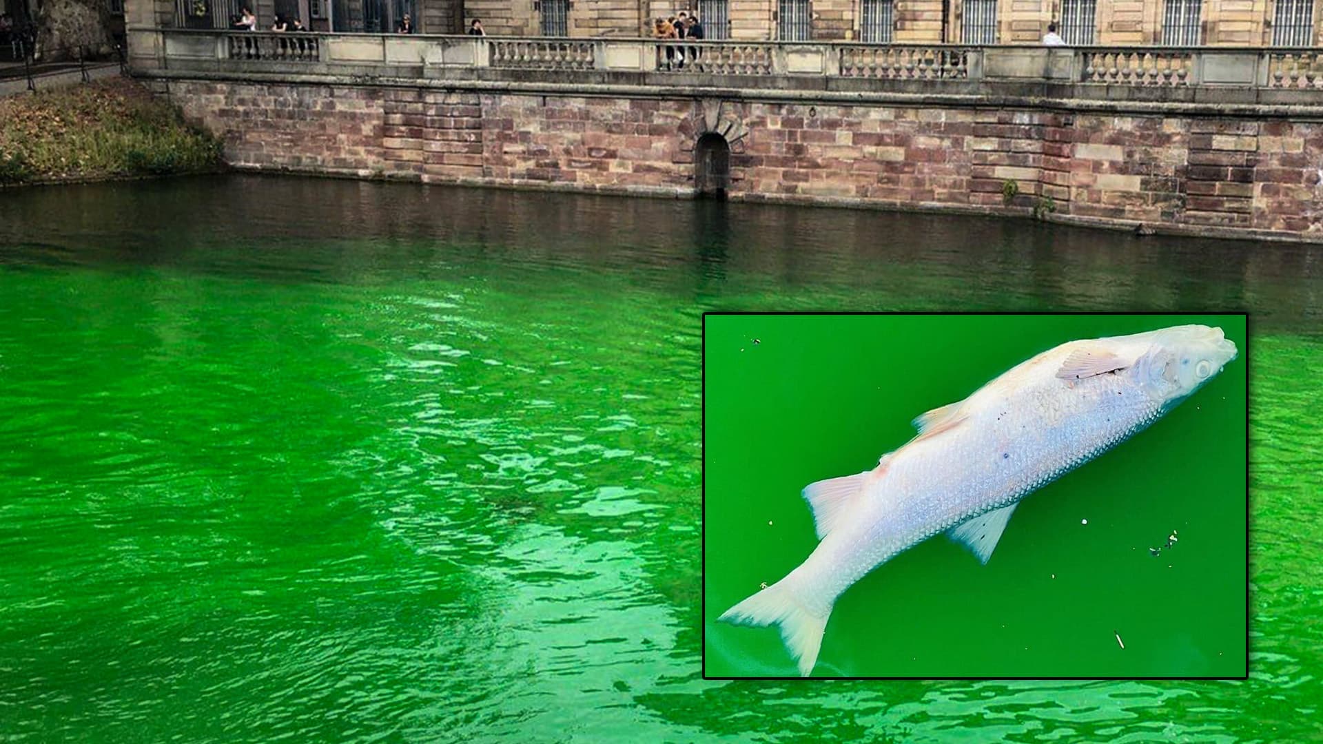 Öko-Aktivisten färbten Wasser grün, um vor Giftmüll zu warnen – jetzt sind Fische tot