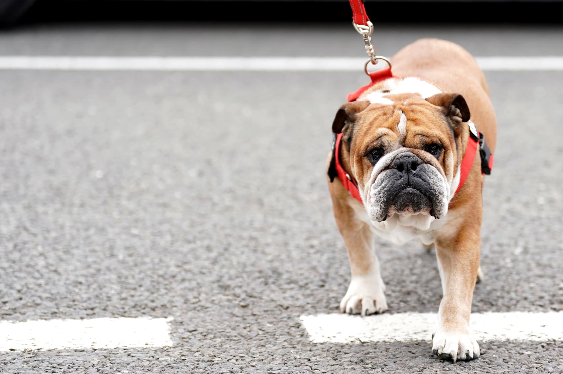 Stadt geht mit DNA-Tests gegen Hundehäufchen vor – Strafen für Halter