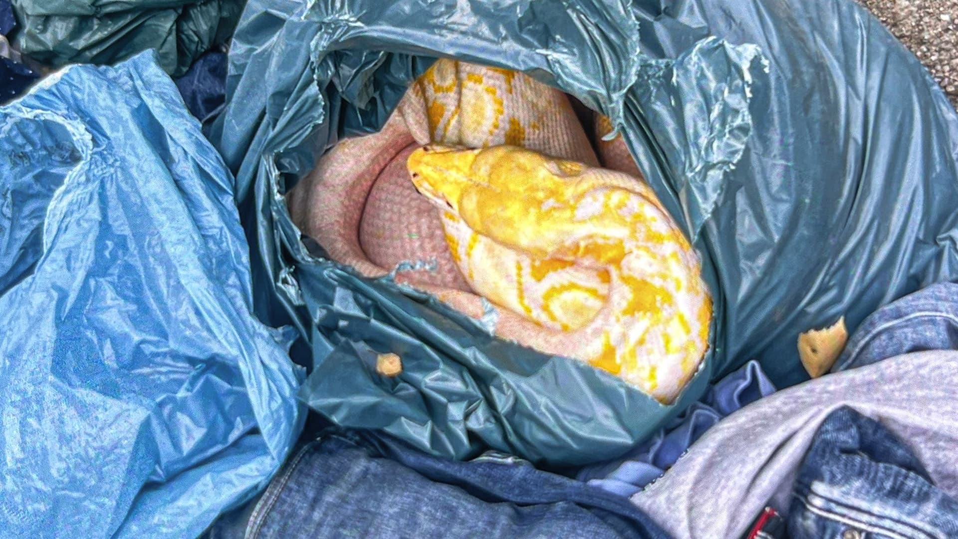 Welver in Nordrhein-Westfalen: Drei Meter große Schlange in der Altkleidersammlung gefunden