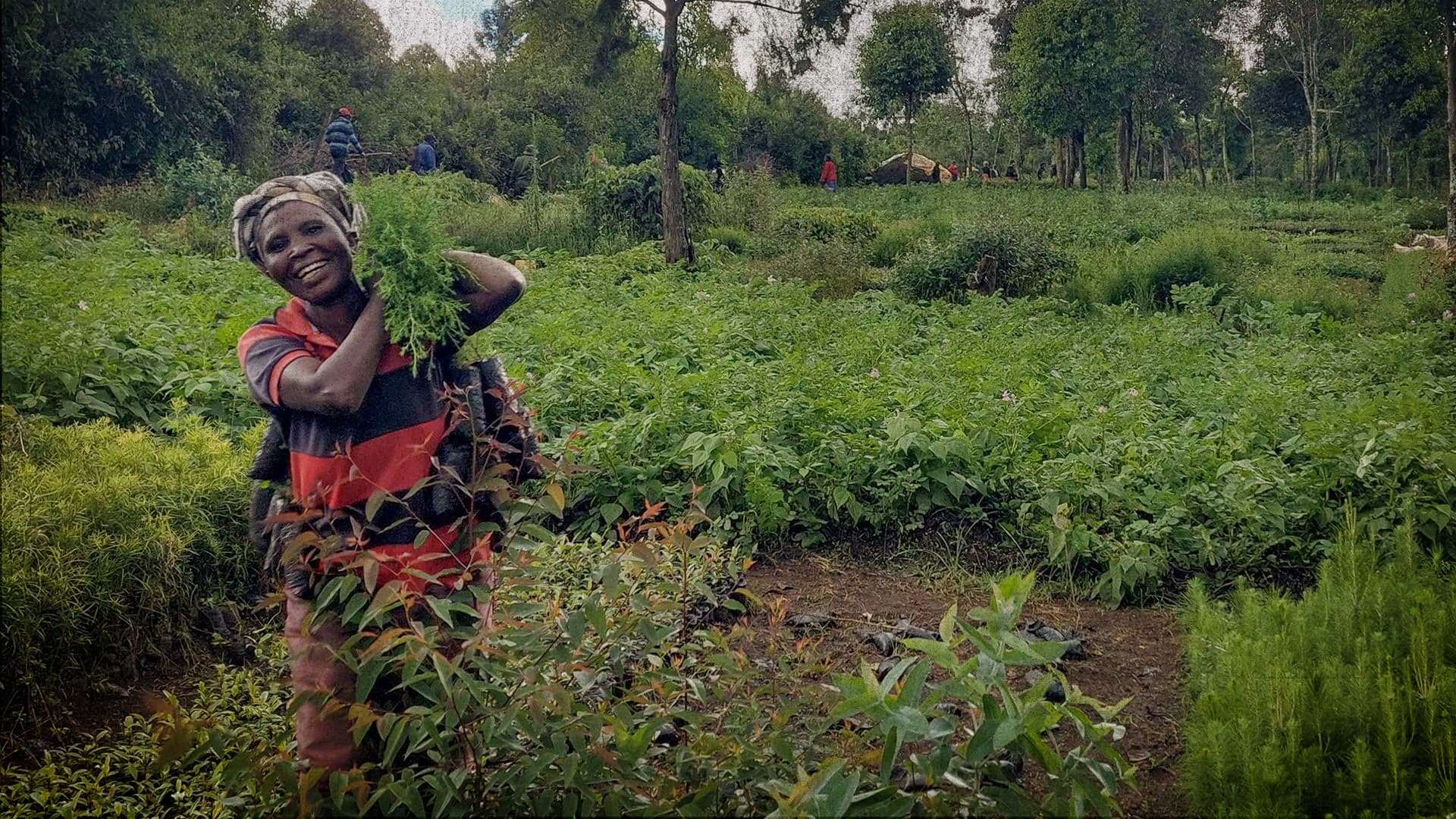 Schweden zieht Entwicklungshilfe in Kenia und Mali zurück – weil die Gelder in korrupte Strukturen fließen