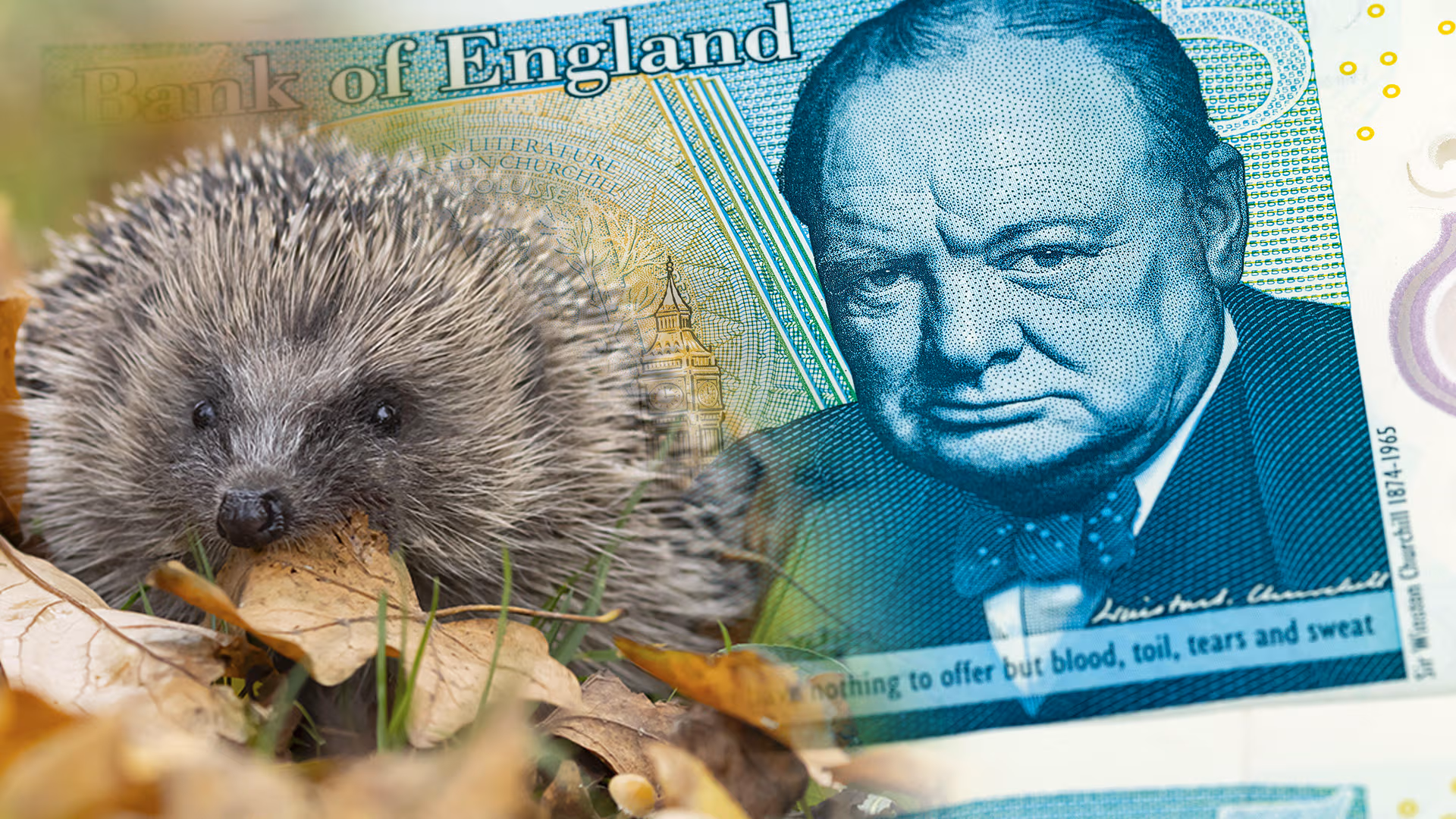 England will Churchill auf Banknoten durch Igel ersetzen