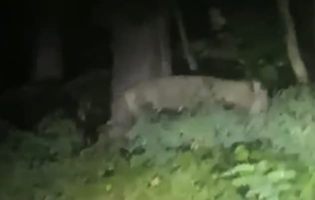 In Wahrheit nur ein Wildschwein? Polizei bestätigt Theorie von Experten