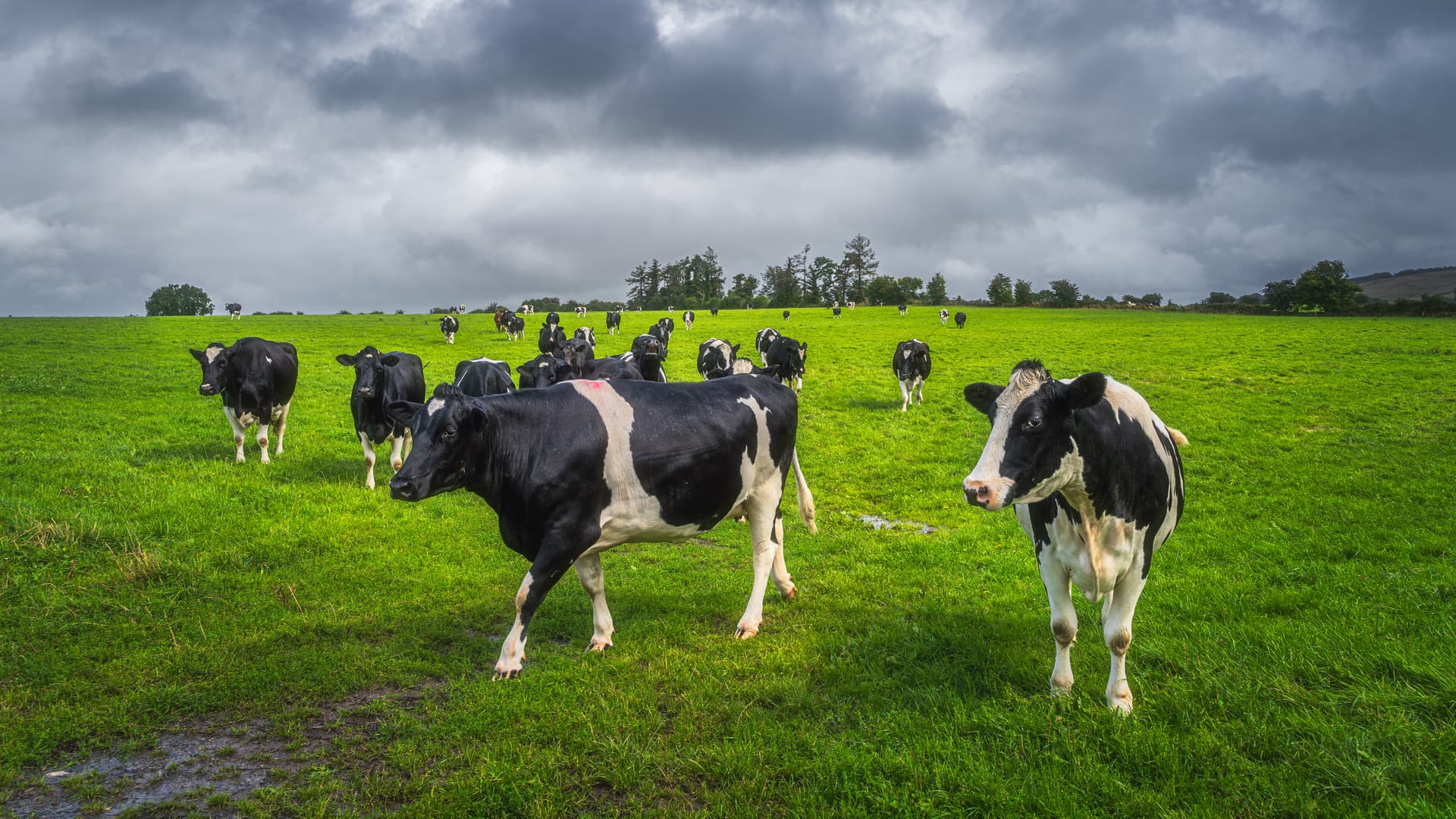 Um Klimaziele zu erreichen: Irland will 200.000 Kühe töten