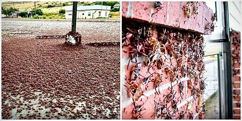 Insekten-Plage! Millionen Heuschrecken überfallen US-Kleinstadt