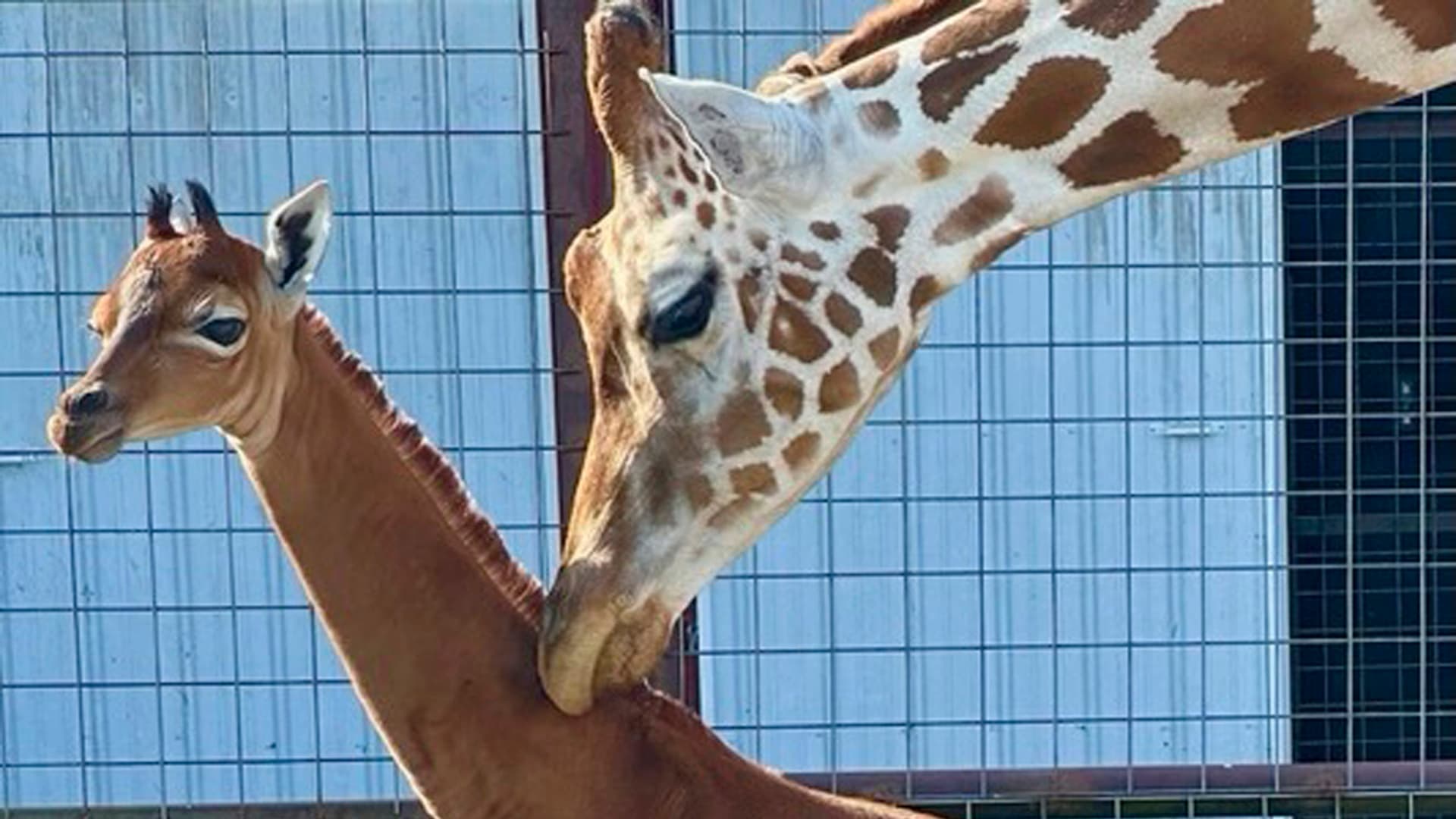Ohne Flecken: Einzigartige Giraffe in Zoo geboren