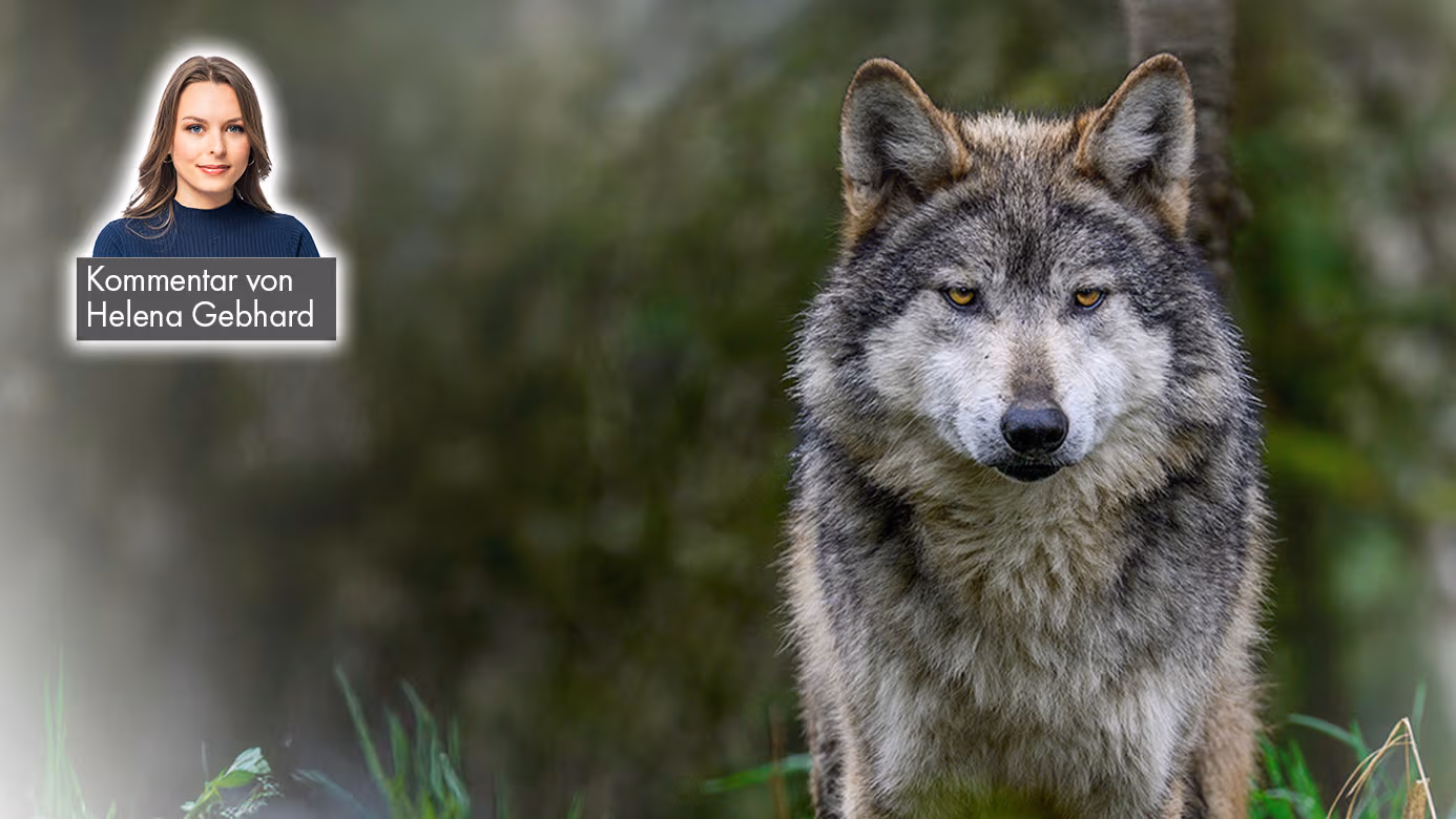 Der Wolf soll leben: Ein Biss in 28 Jahren – und ihr wollt ihn töten?