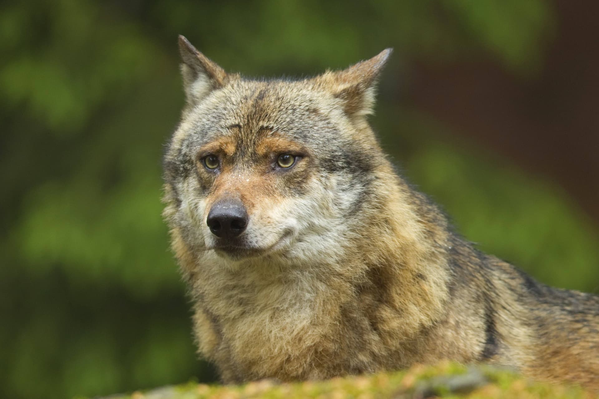 Die Geschichte vom „Problemwolf“ ist ein Märchen!