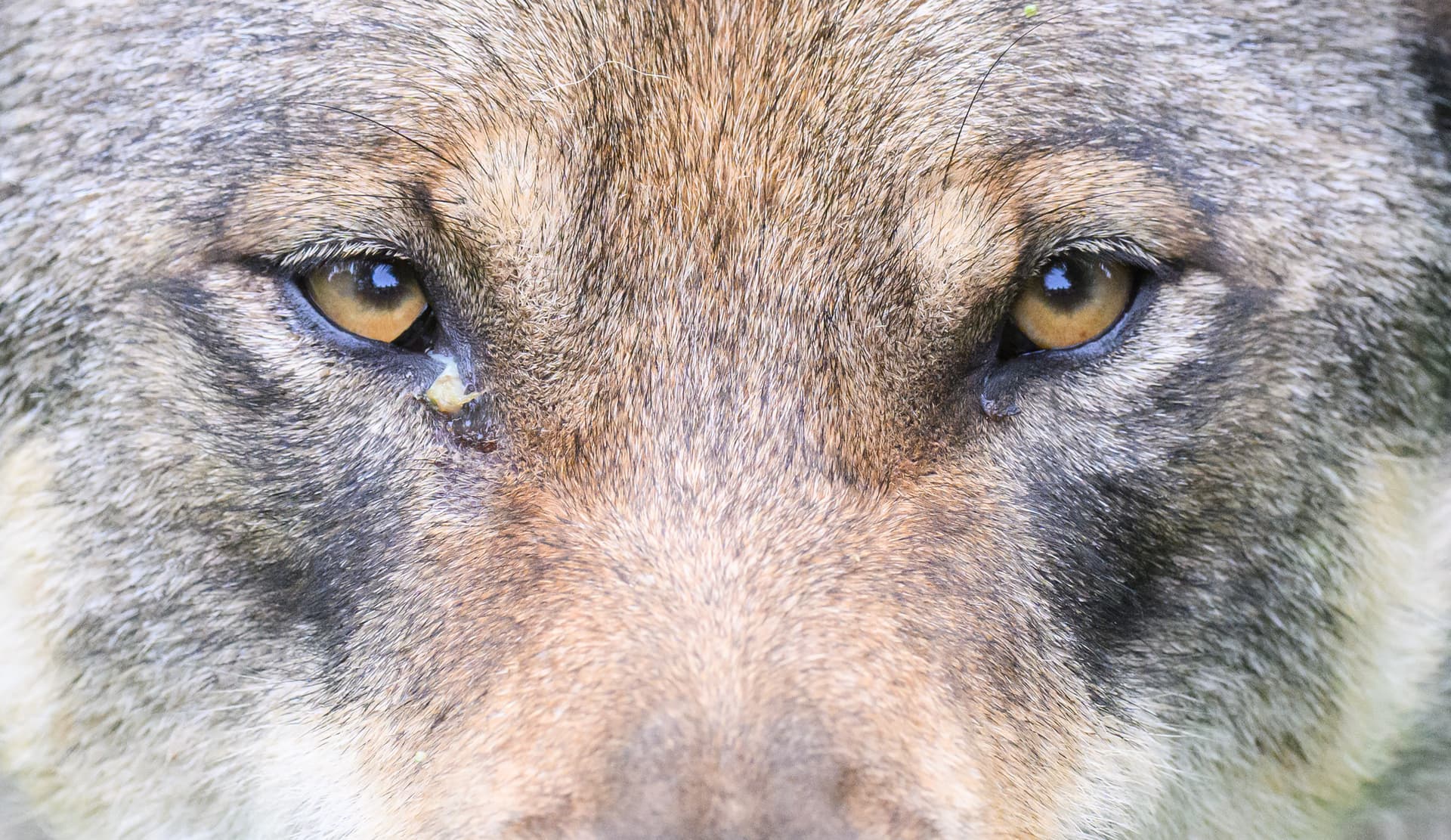 Union: Schutzstatus des Wolfes auf EU-Ebene muss runter