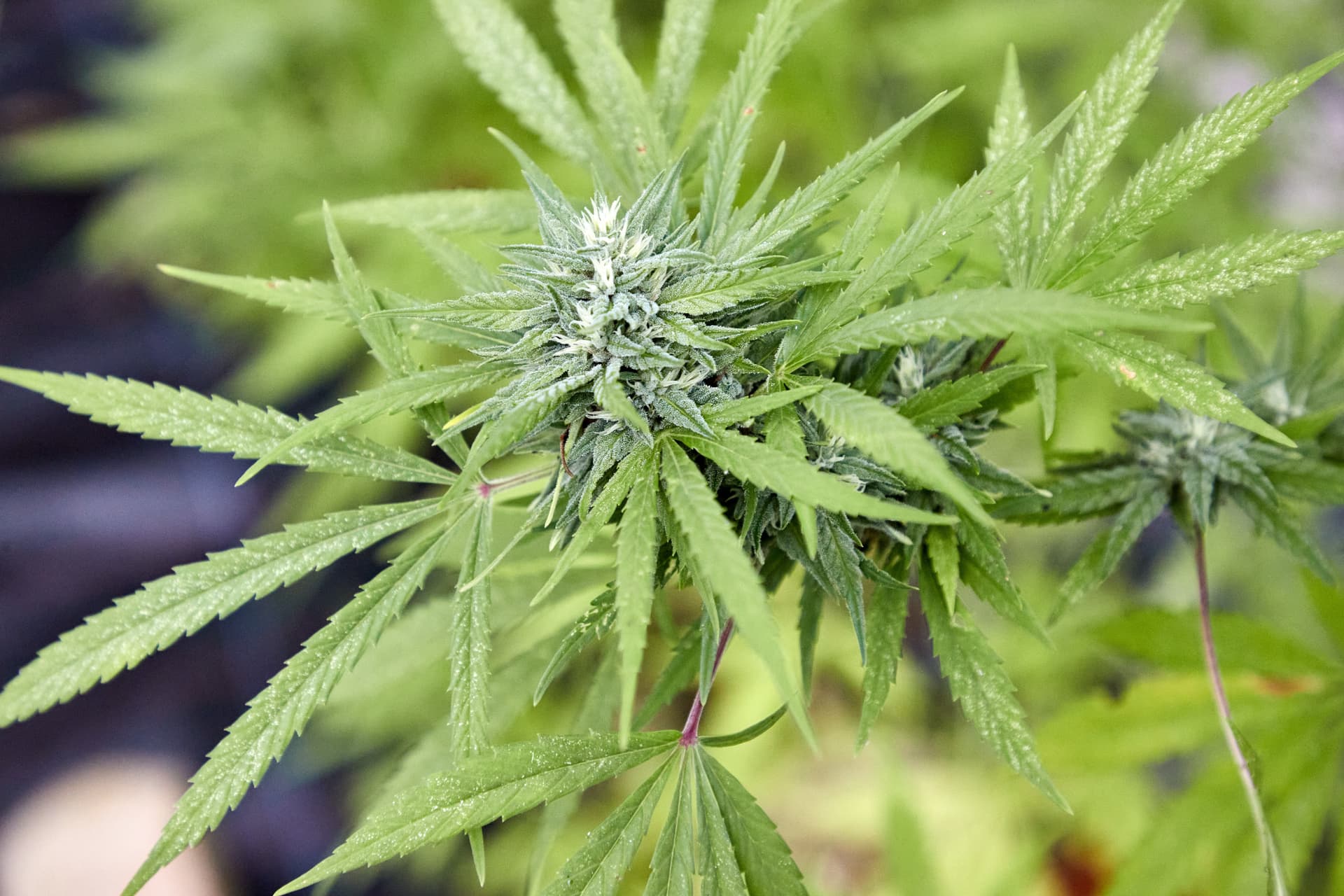 ADAC warnt vor Kiffen am Steuer, Juristen befürchten „Cannabis-Kollaps“