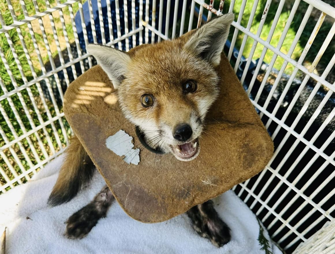 Halb verhungert: Kleiner Fuchs nach Wochen von Müll-Halskrause befreit