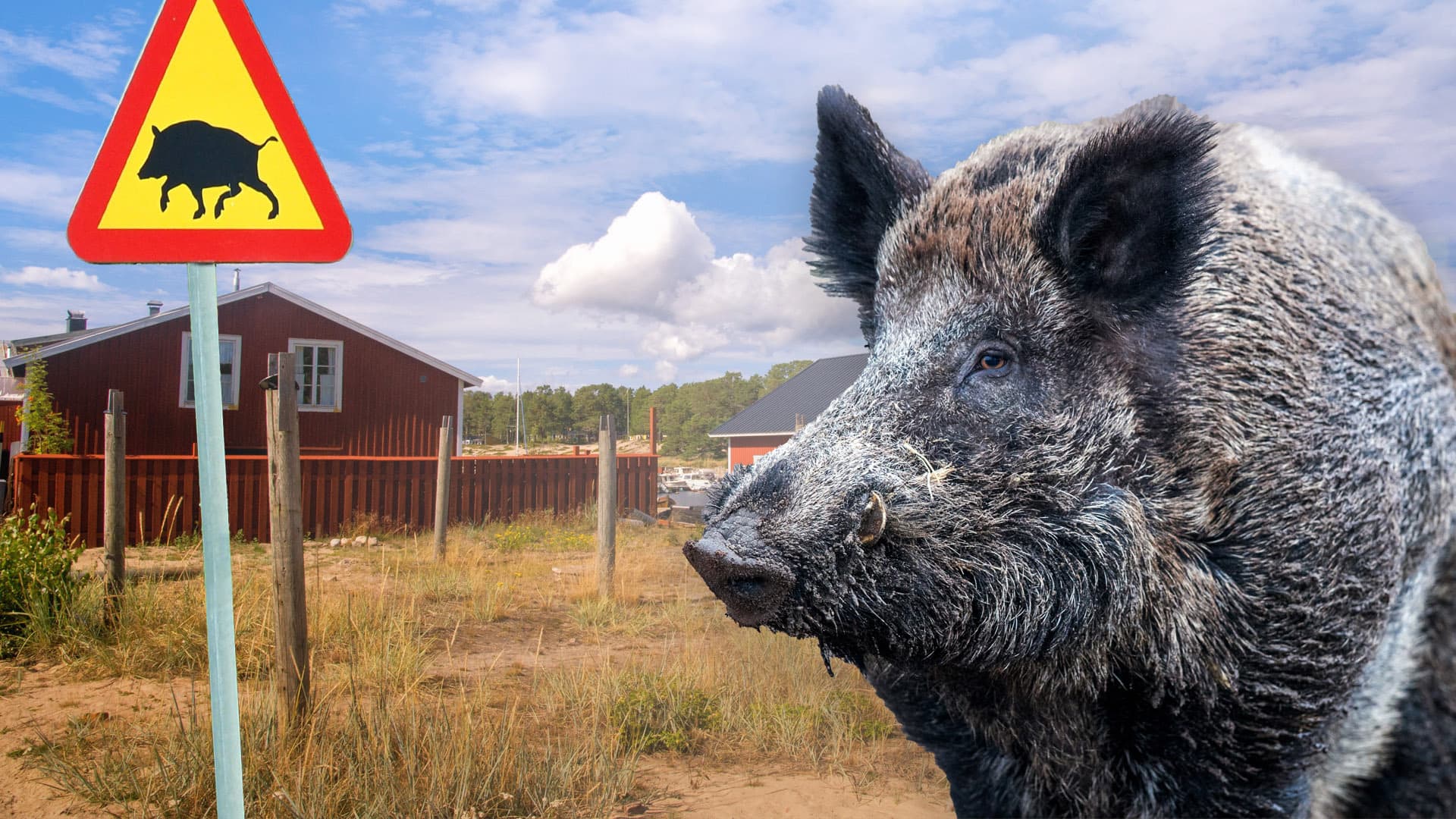 Alarm in Schweden! Wildschweine infizieren sich mit Afrikanischer Schweinepest