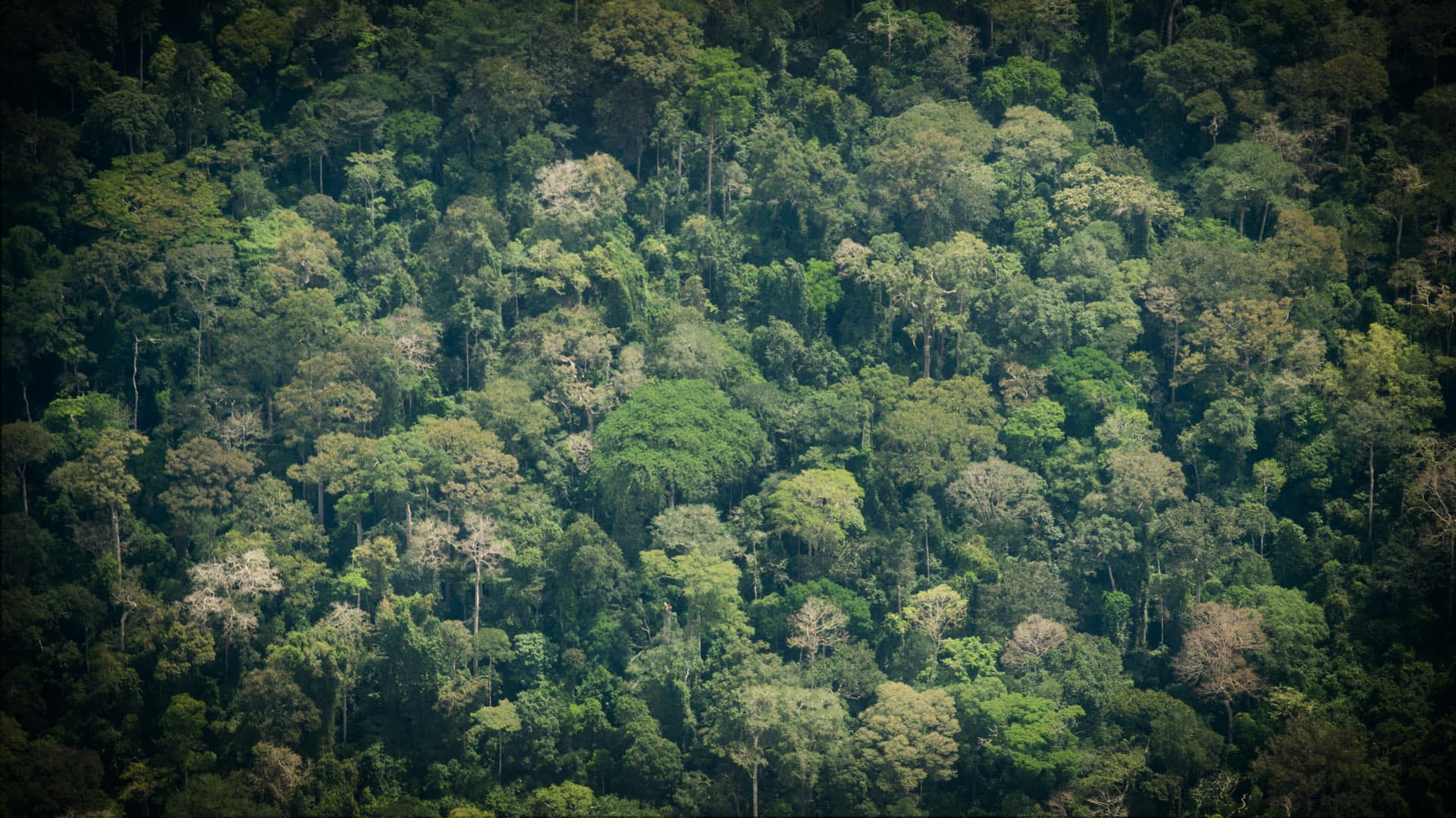 12 haarsträubende Beispiele aus Merz' Verschwendungs-Haushalt: 20 Millionen Euro Steuergeld für Wald- und Klimapolitik im Kongo-Becken