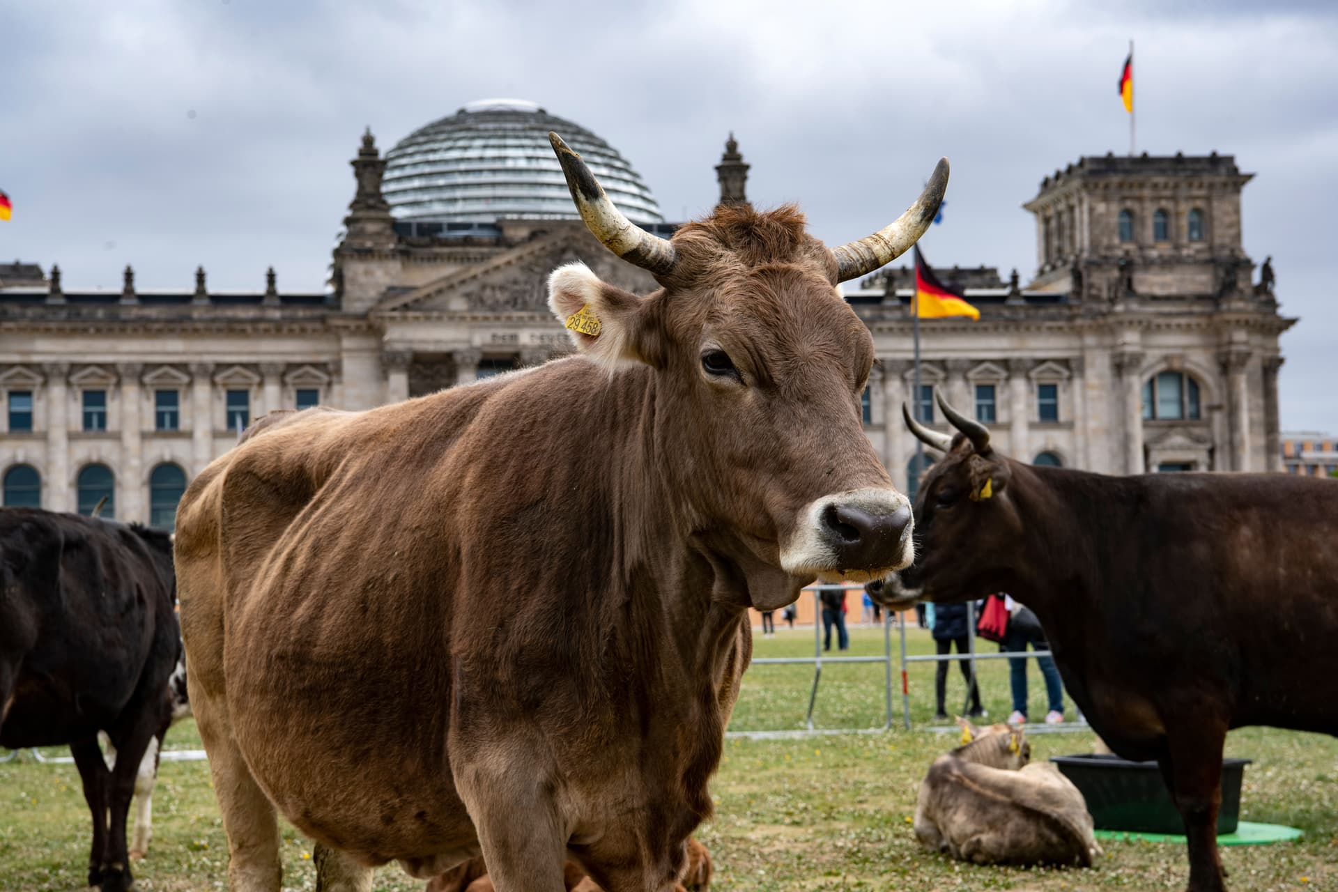 Ungewöhnliche Protestaktion: Rinder grasen vor dem Bundestag