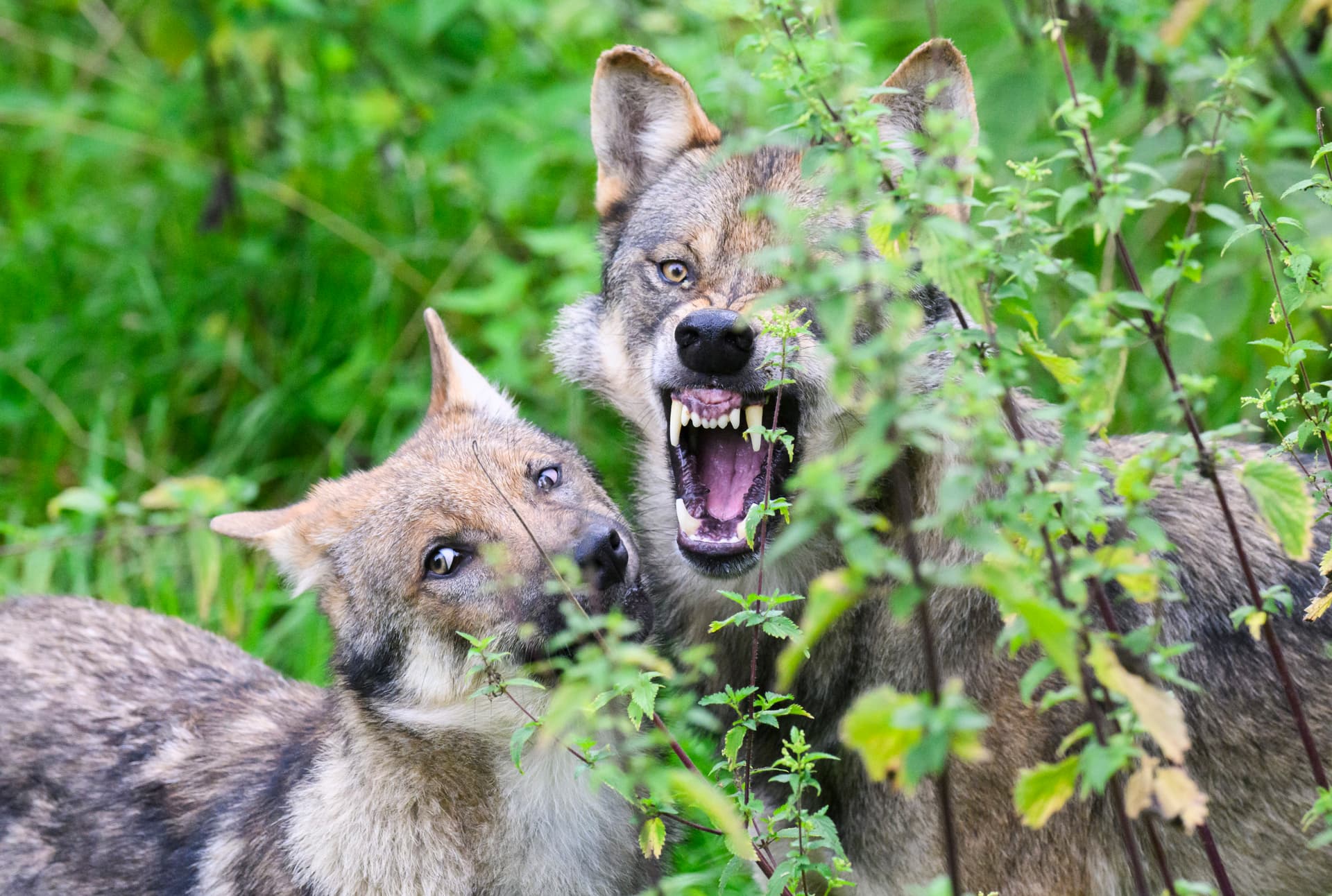 Scheu vorm Menschen verloren: Wolf in Bremer Garten gesichtet