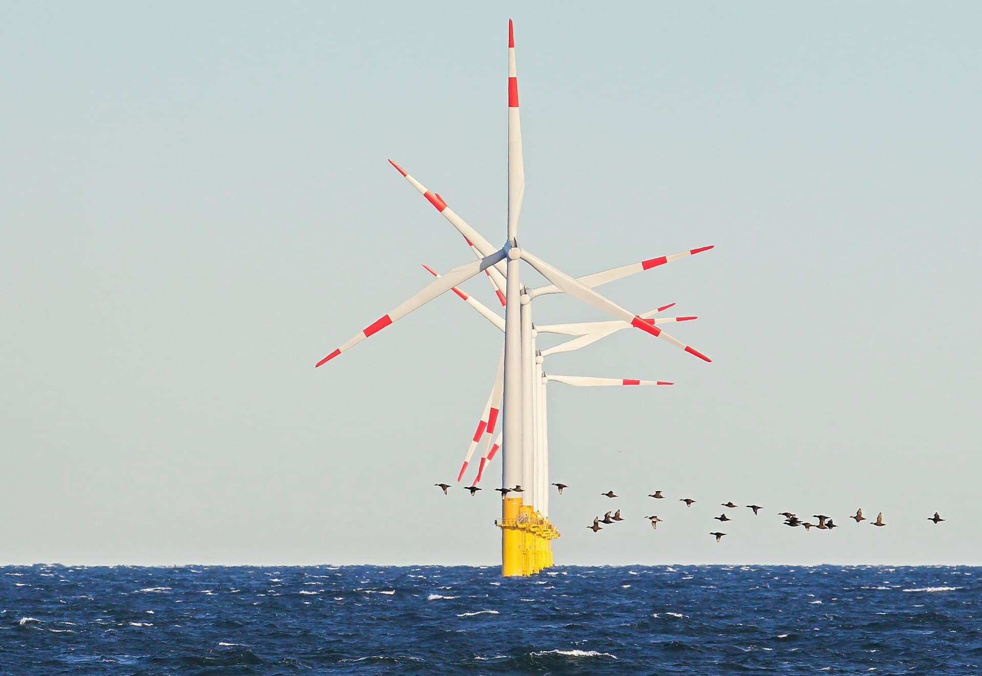 Zugvögel bedroht: Deutsche Windparks auf See könnten abgeschaltet werden