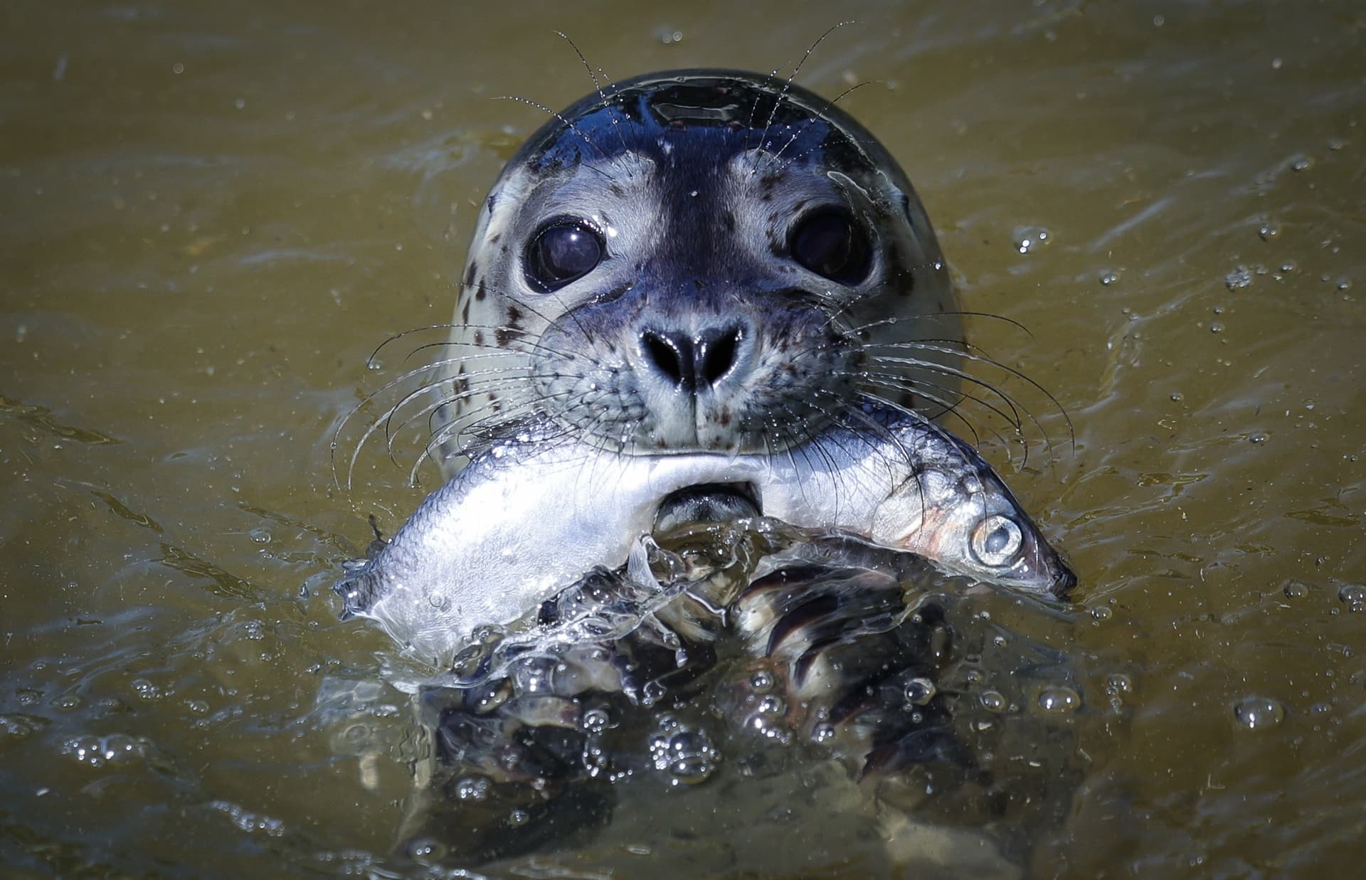 Zum Heulen: Weniger Seehunde im Wattenmeer gezählt