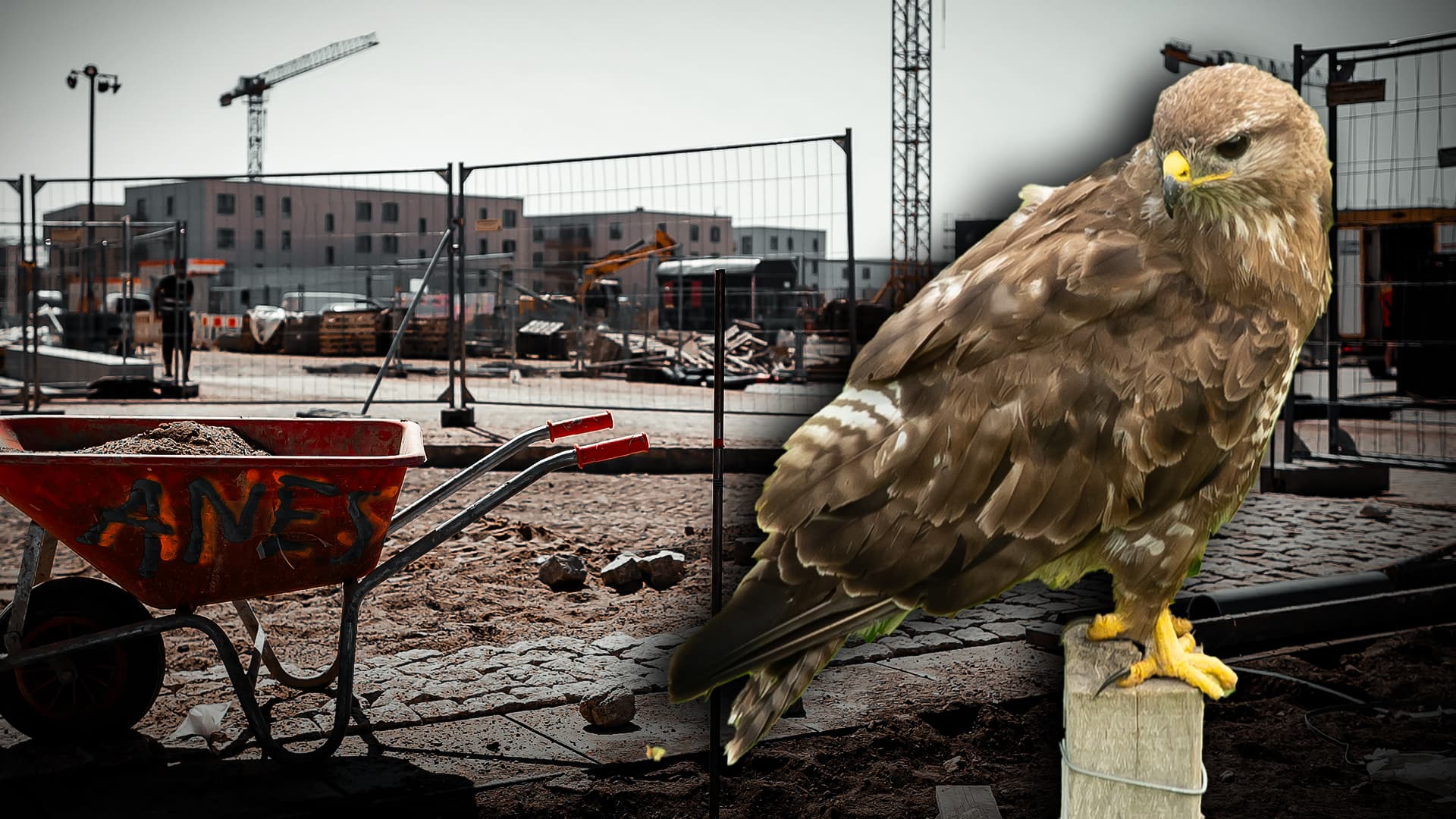 Behörden-Irrsinn in Berlin: Leeres Vogelnest blockiert Bau von 230 Wohnungen