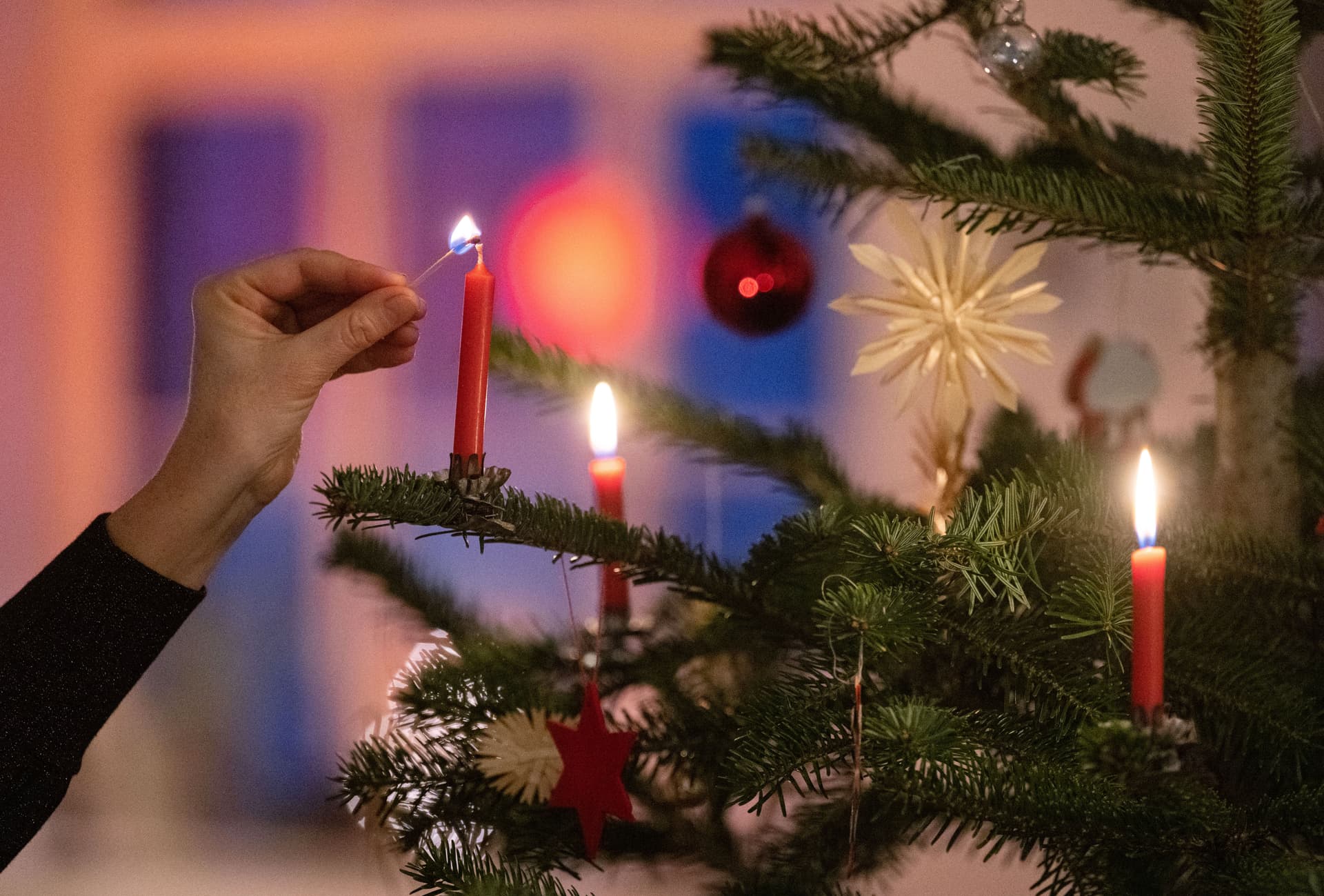 Ach du teure Tanne: Weihnachtsbaum-Preise ziehen an!