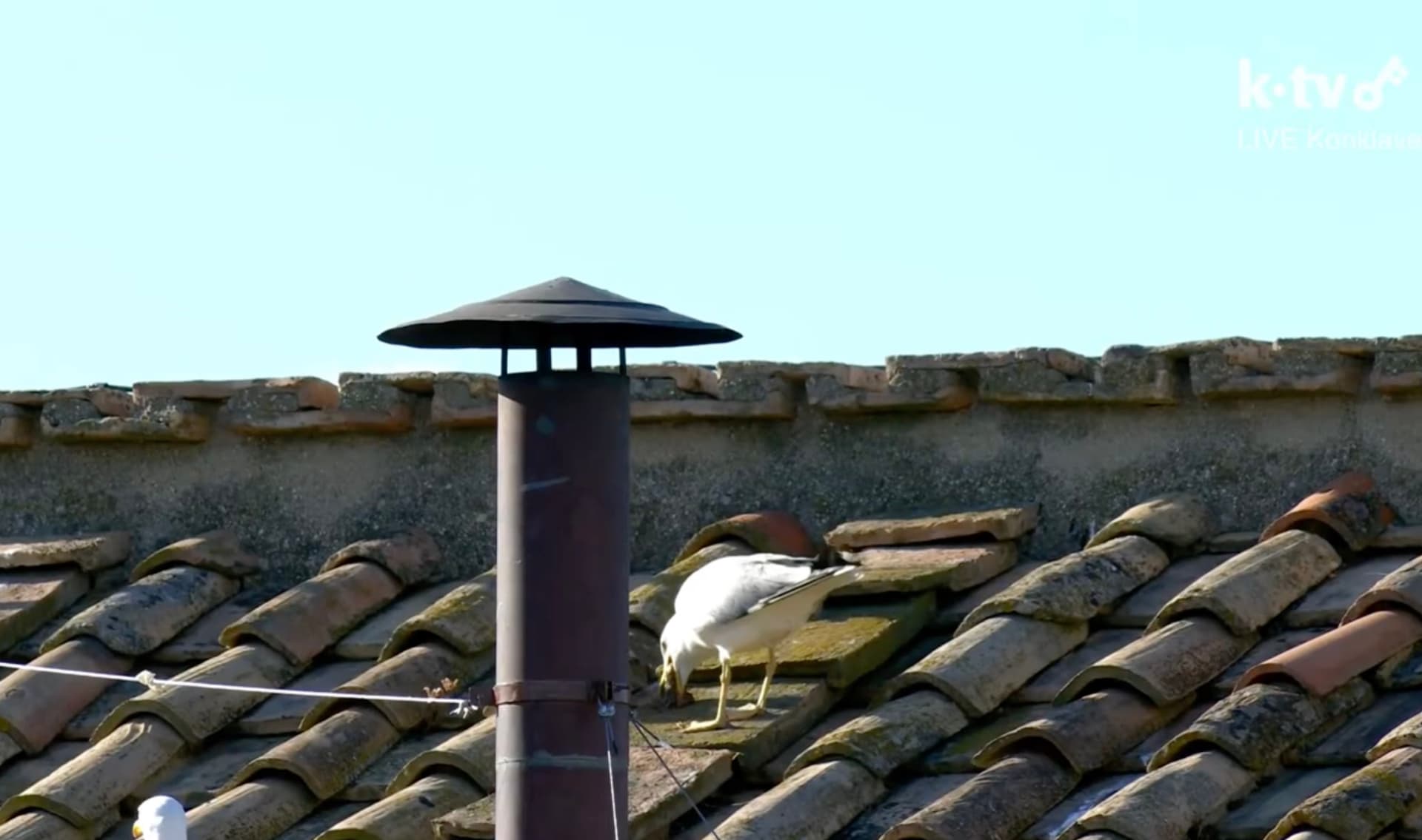 Nur Sekunden bevor weißer Rauch aufsteigt, erbricht die Möwe eine Ratte auf das Dach der Sixtinischen Kapelle