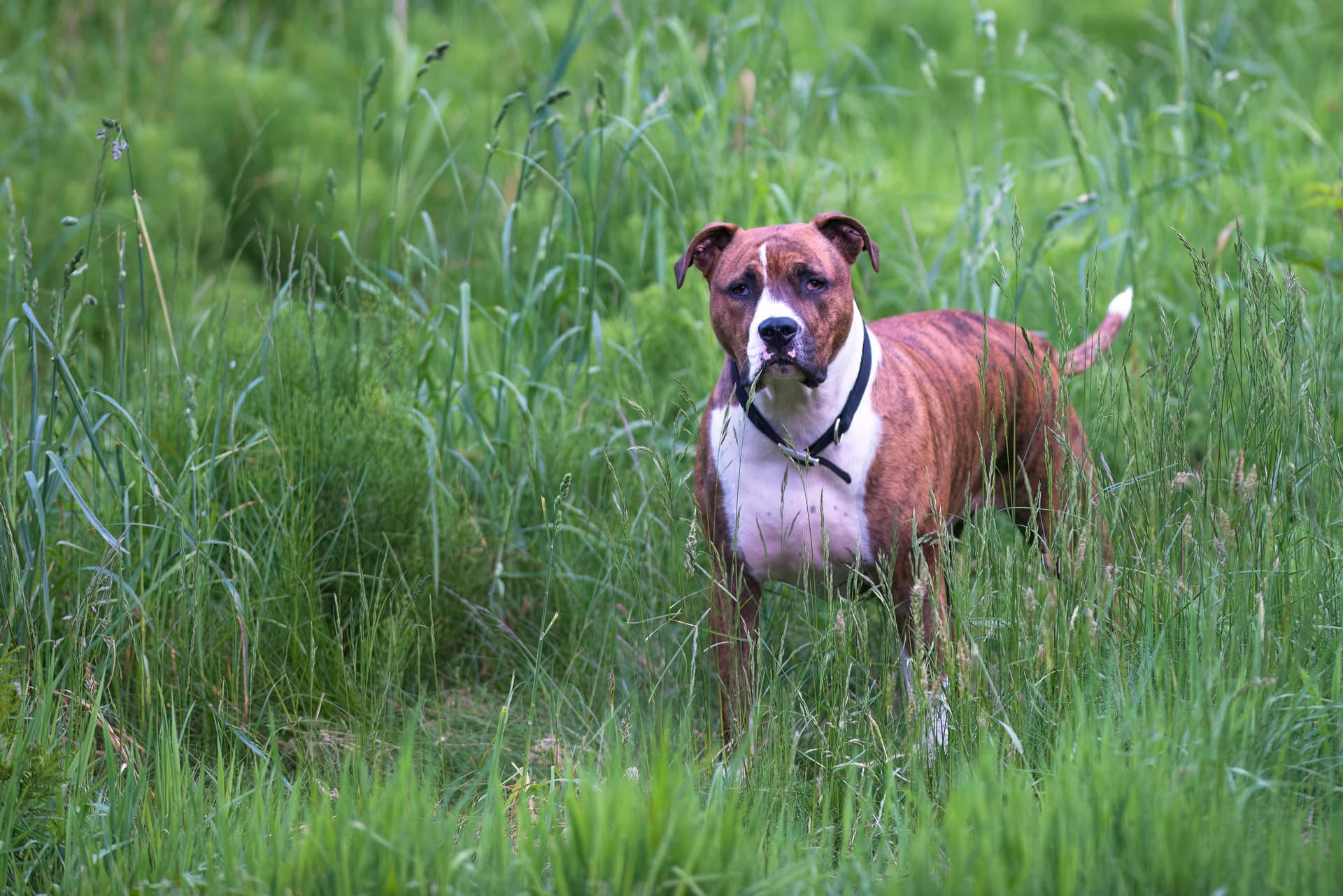 Sie bedrohten seinen Besitzer mit der Axt: Kampfhund zerfleischt Vater und Sohn in Schleswig-Holstein