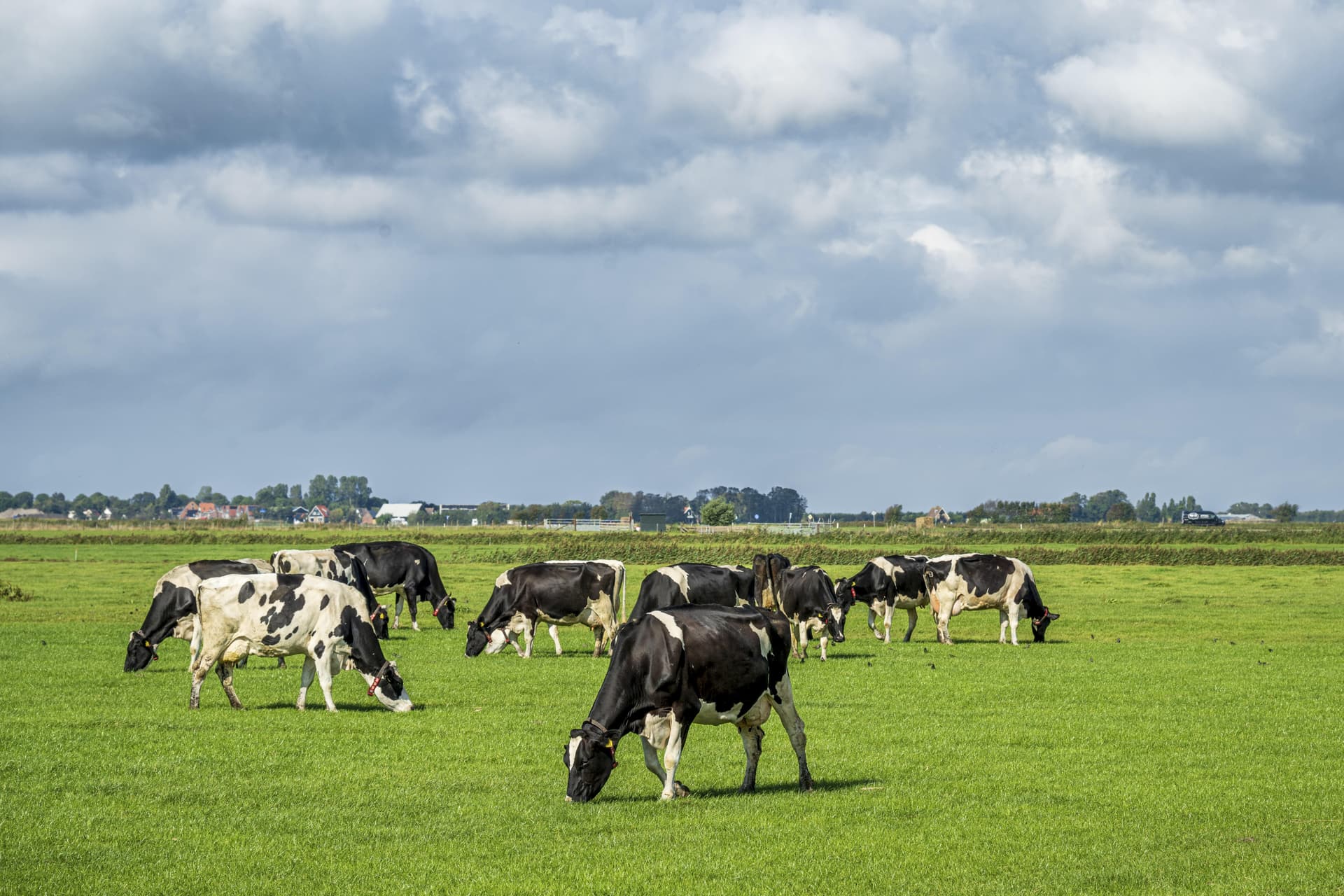 Kühe sollen nicht mehr pupsen! Milch-Konzern testet Anti-Furz-Futter wegen Klimawandel