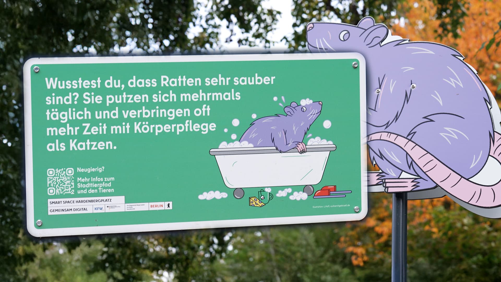 „Wusstest du, dass Ratten sehr sauber sind?“ – mit dieser Imagekampagne versucht die Hauptstadt ihre Rattenplage schönzureden