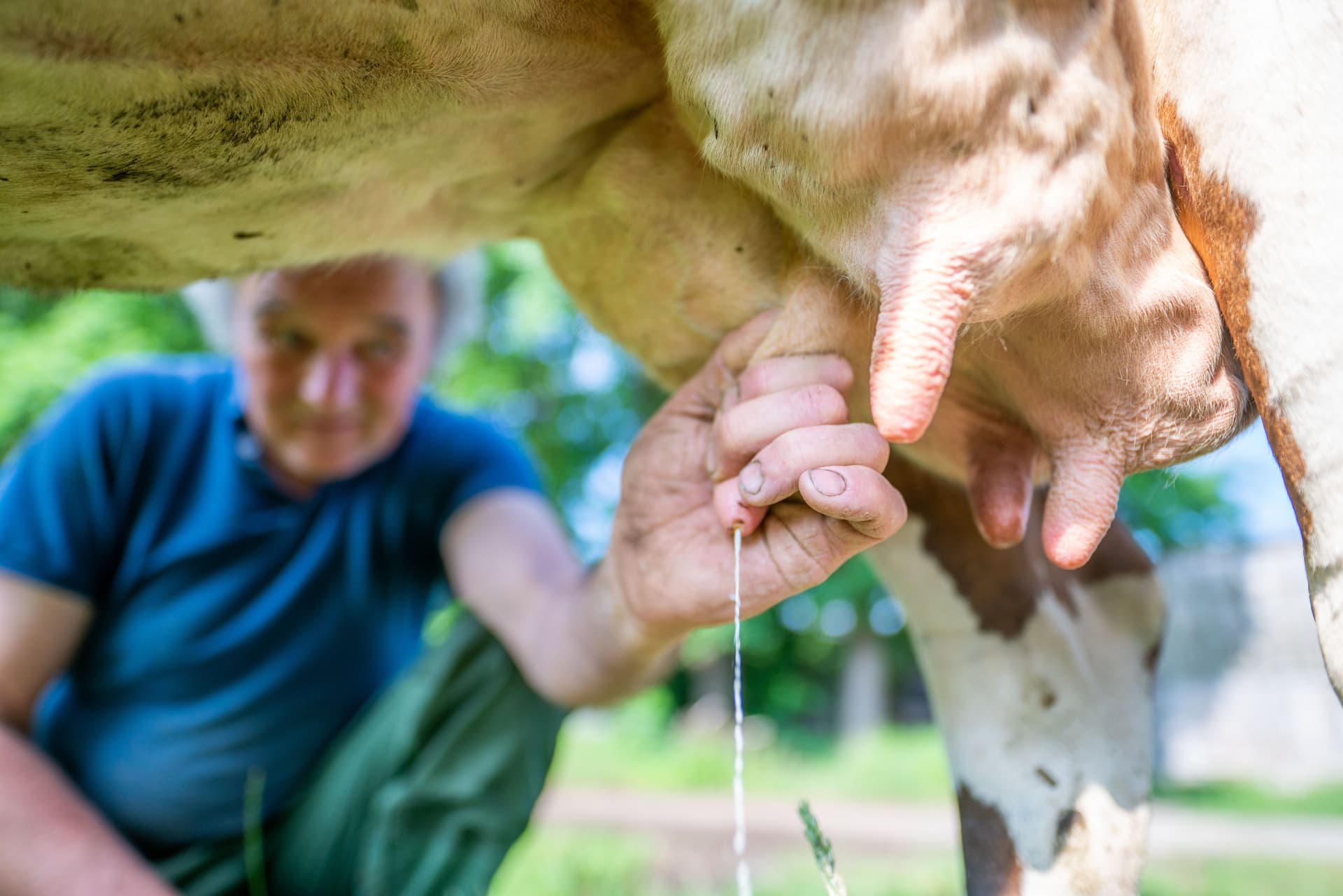 Milchbauern schlagen Alarm: „Staatliches Vernichtungsprogramm gegen uns!“