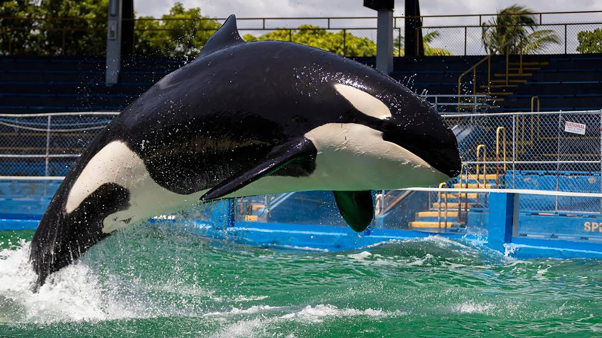 Kurz vor ihrer Freilassung: Orca Lolita stirbt nach 50 Jahren Gefangenschaft