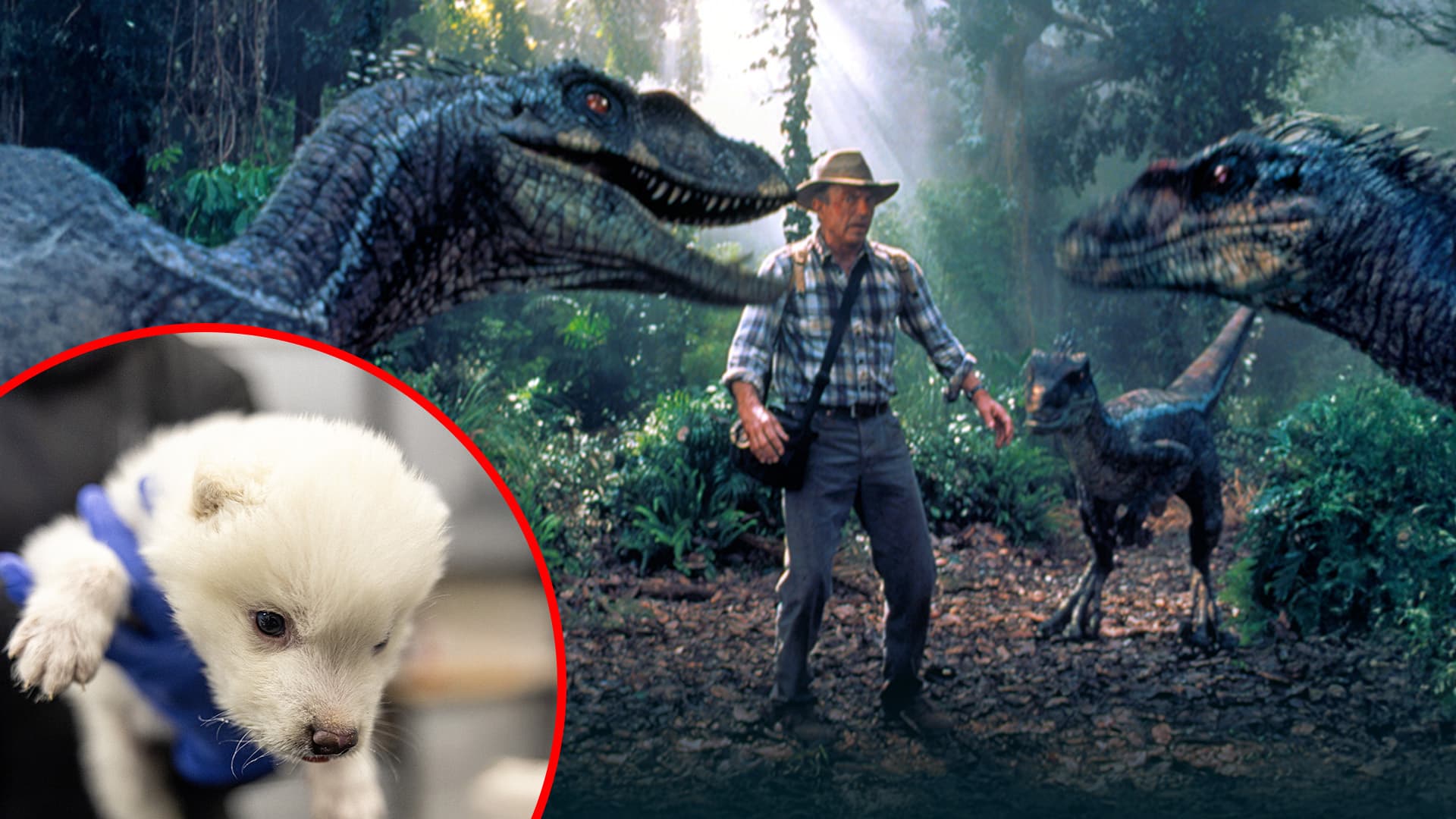 Erst das Mammut, dann der T-Rex? Diese US-Genforscher wollen den Jurassic Park Realität werden lassen: Einen „Dire Wolf“ haben sie schon wiederbelebt