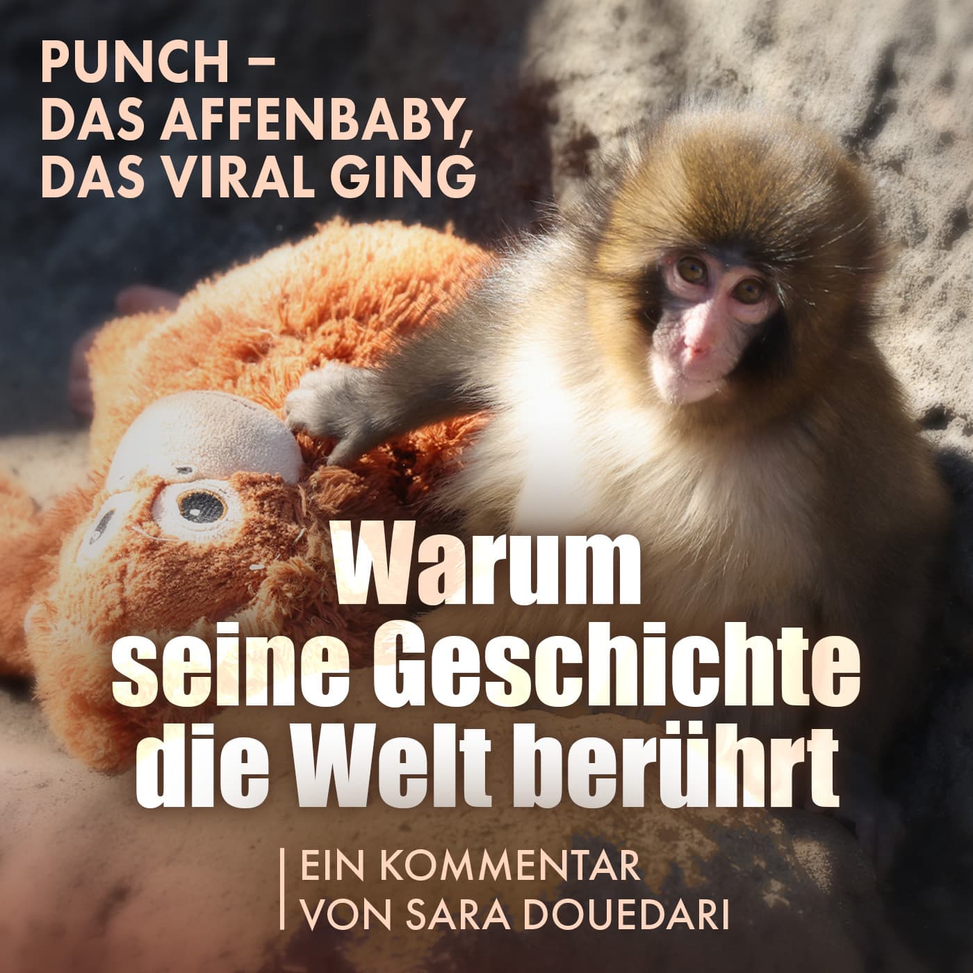 Punch das Affenbaby, das viral ging: Warum seine Geschichte die Welt berührt