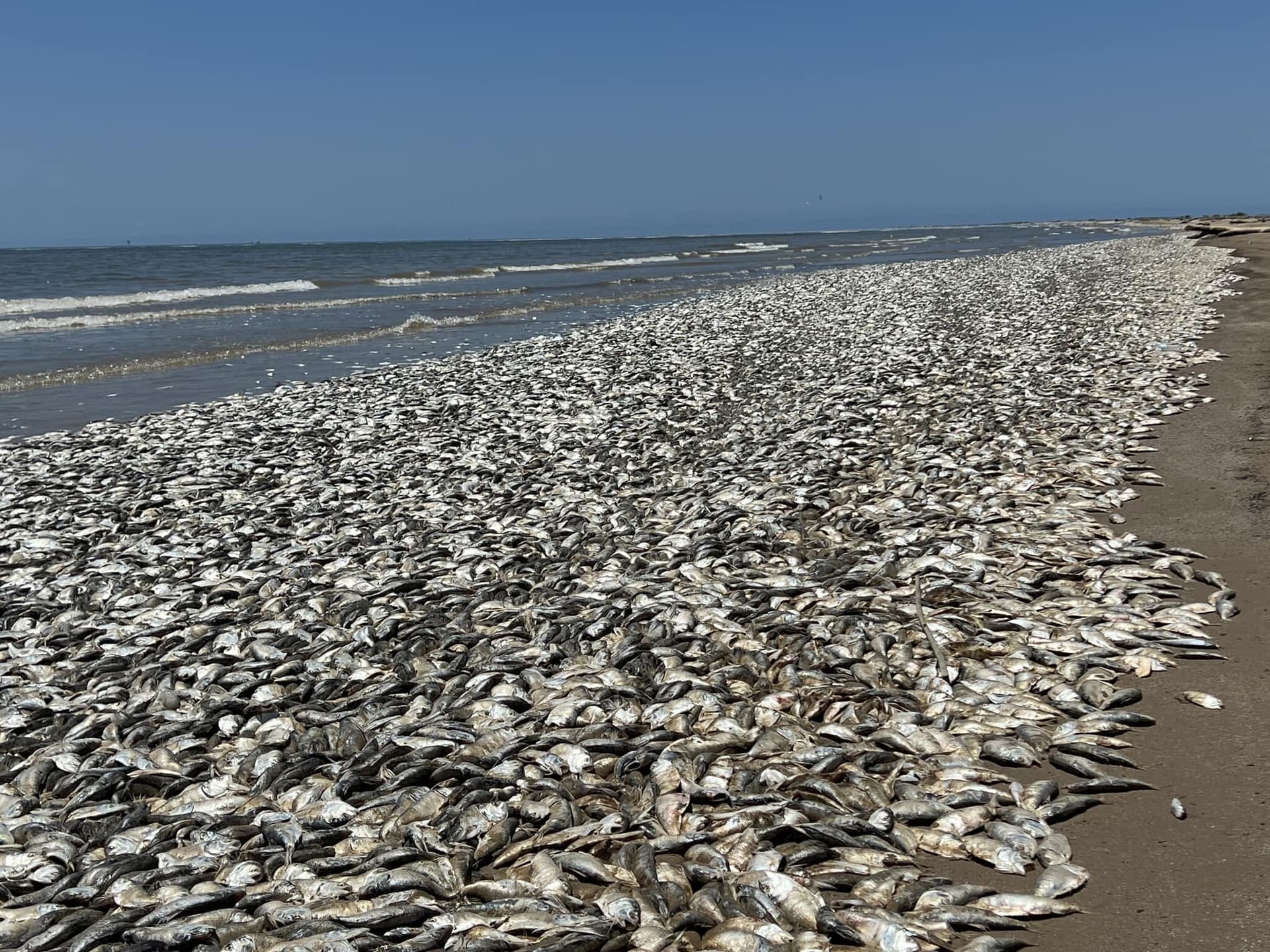 Traurige Bilder: Dramatisches Fischsterben in Texas
