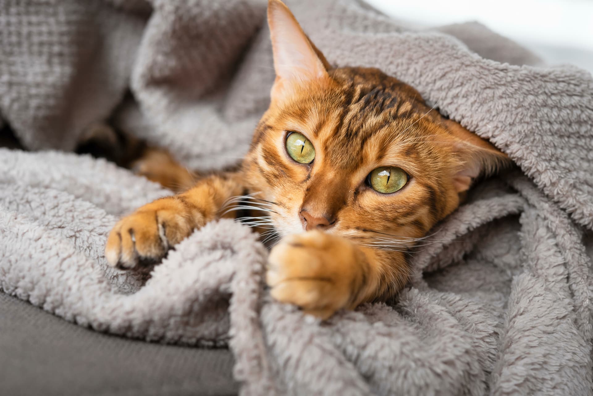 Weltkatzentag: Ode an die Arschlöcher auf vier Pfoten