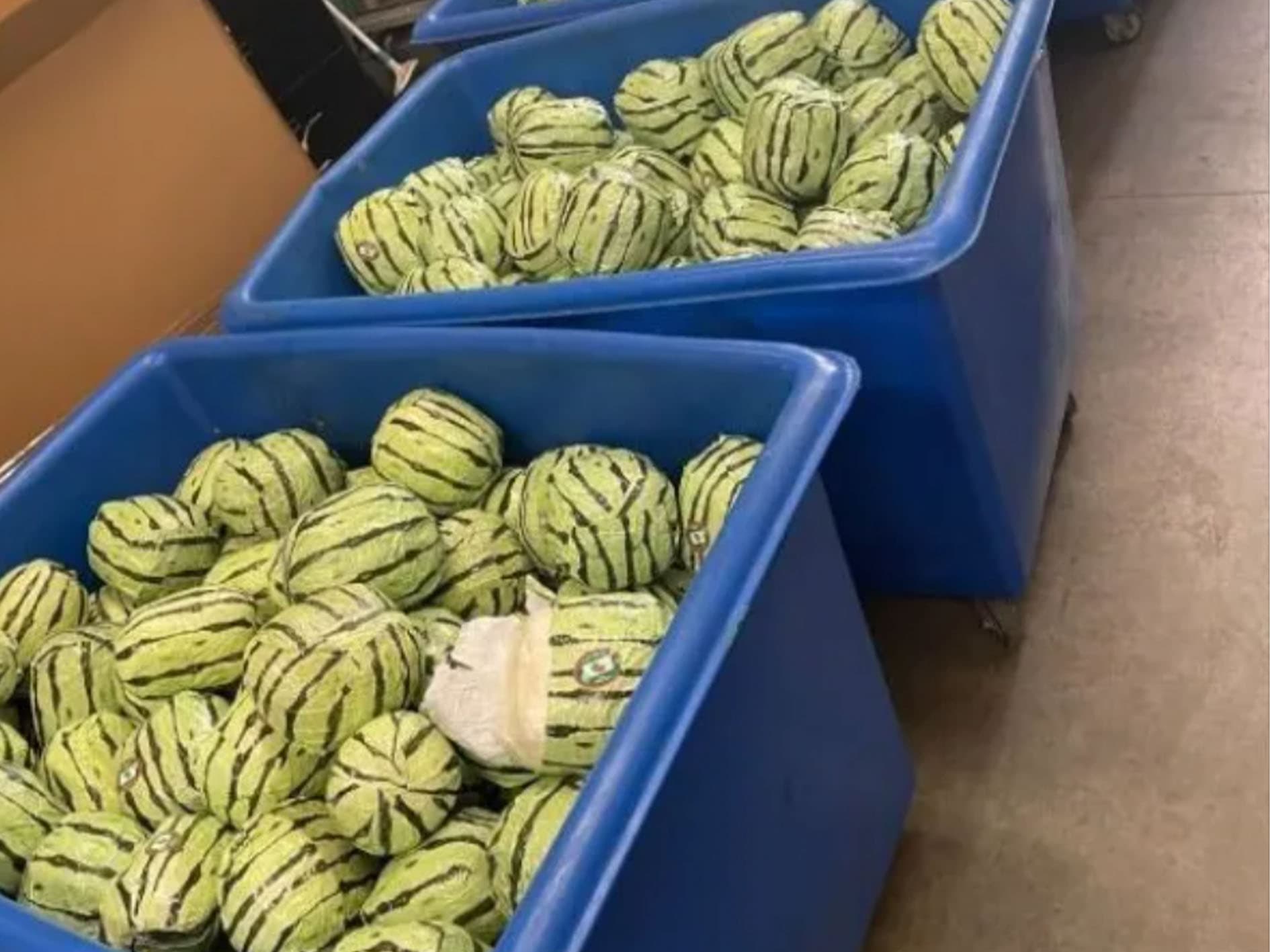 Jede dieser „Melonen“ ist mehr als 4000 Euro wert